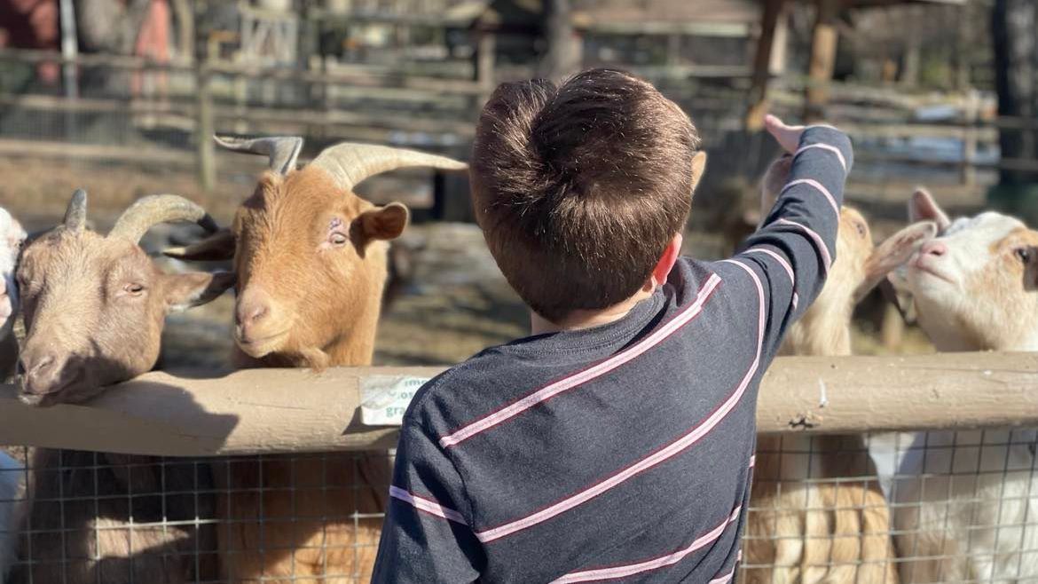 Four goats stand on their hind legs with their faces peering over the fencing of their pen. A little boy stands with his back to the camera petting on of the goats on the head.