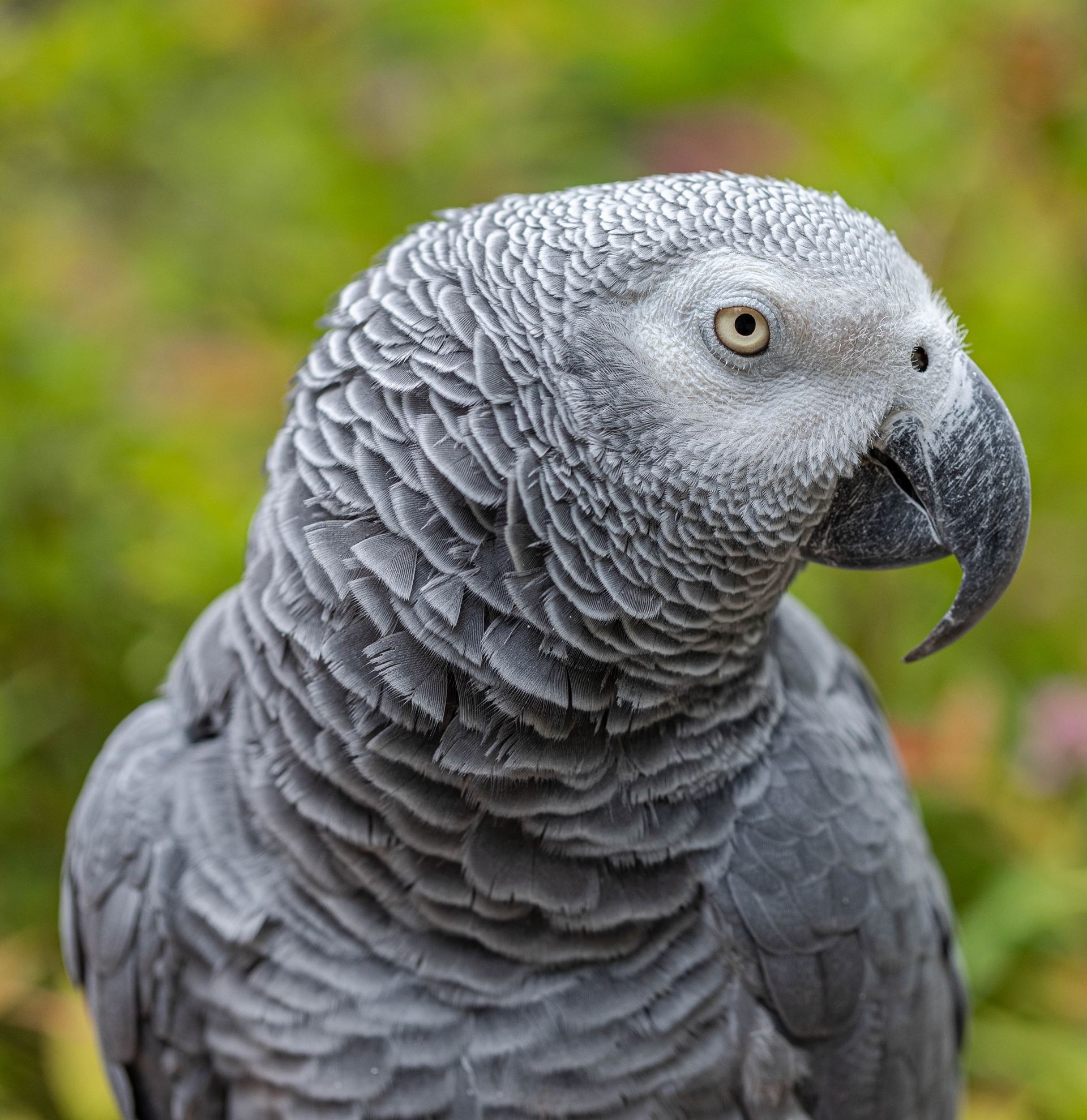 An African grey parrot