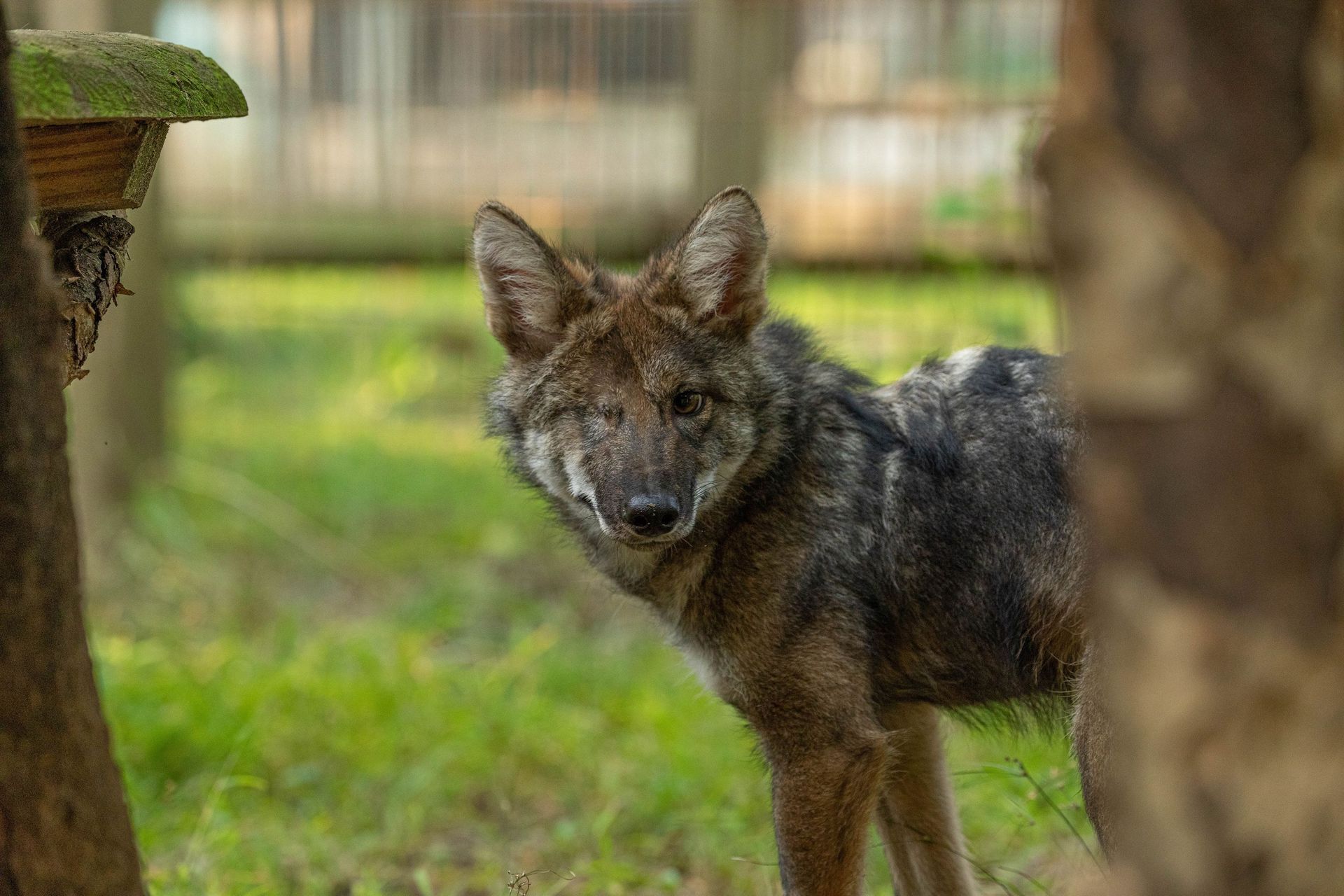 A coyote