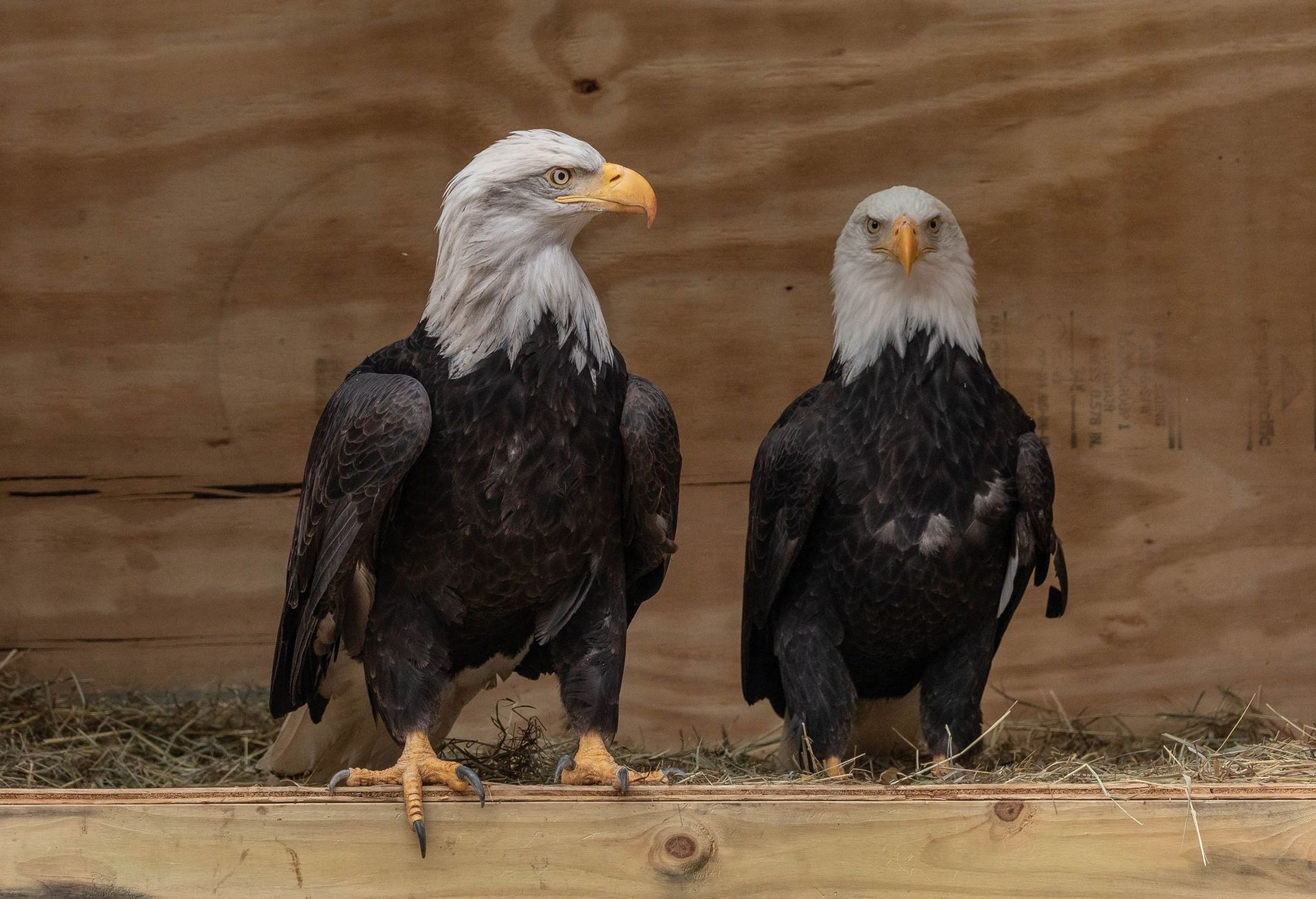 A male and female bald eagle in a wooden nesting box