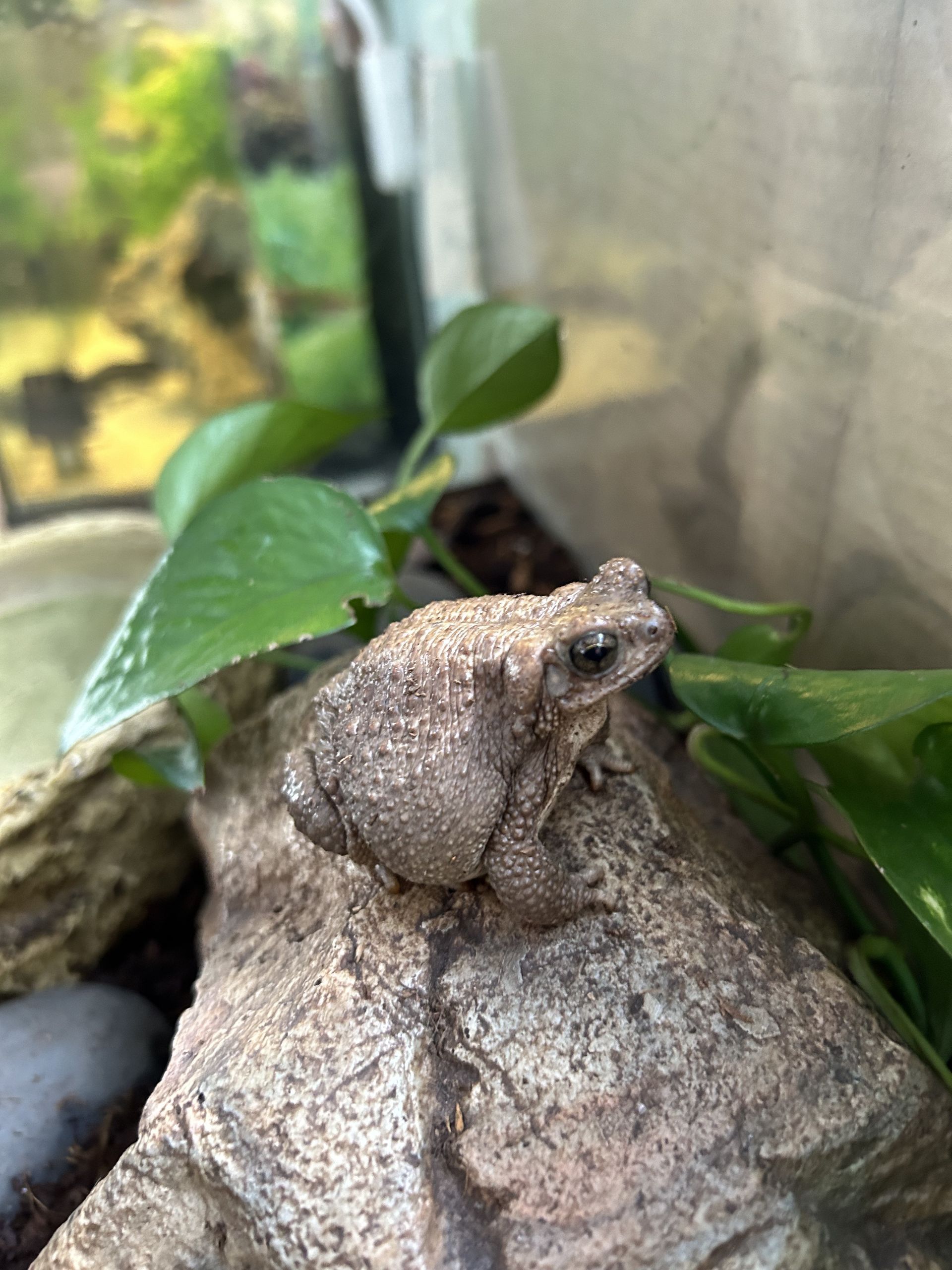 An African common toad sitting on a rock in a tank