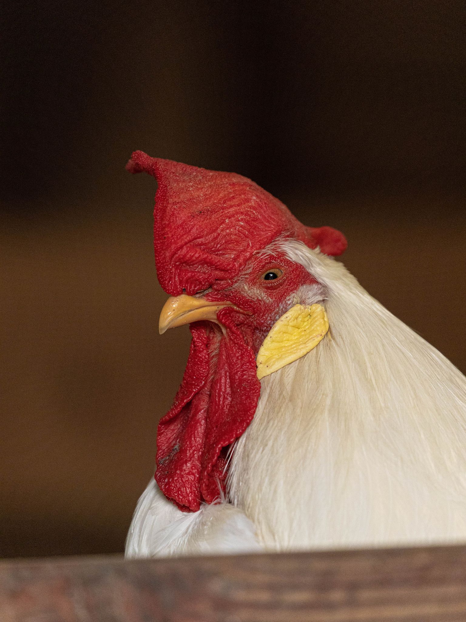 A headshot of a white leghorn rooster side-eyeing the camera.
