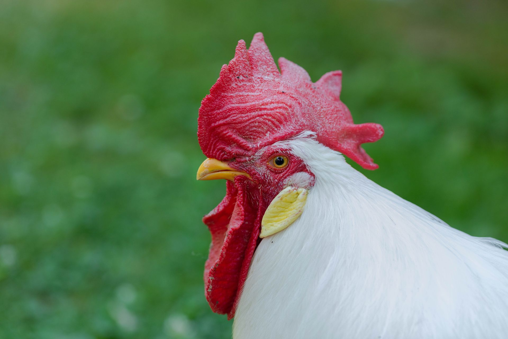 A headshot of a white leghorn rooster