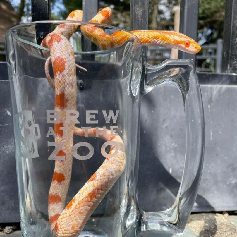 Brew at The Zoo 2023