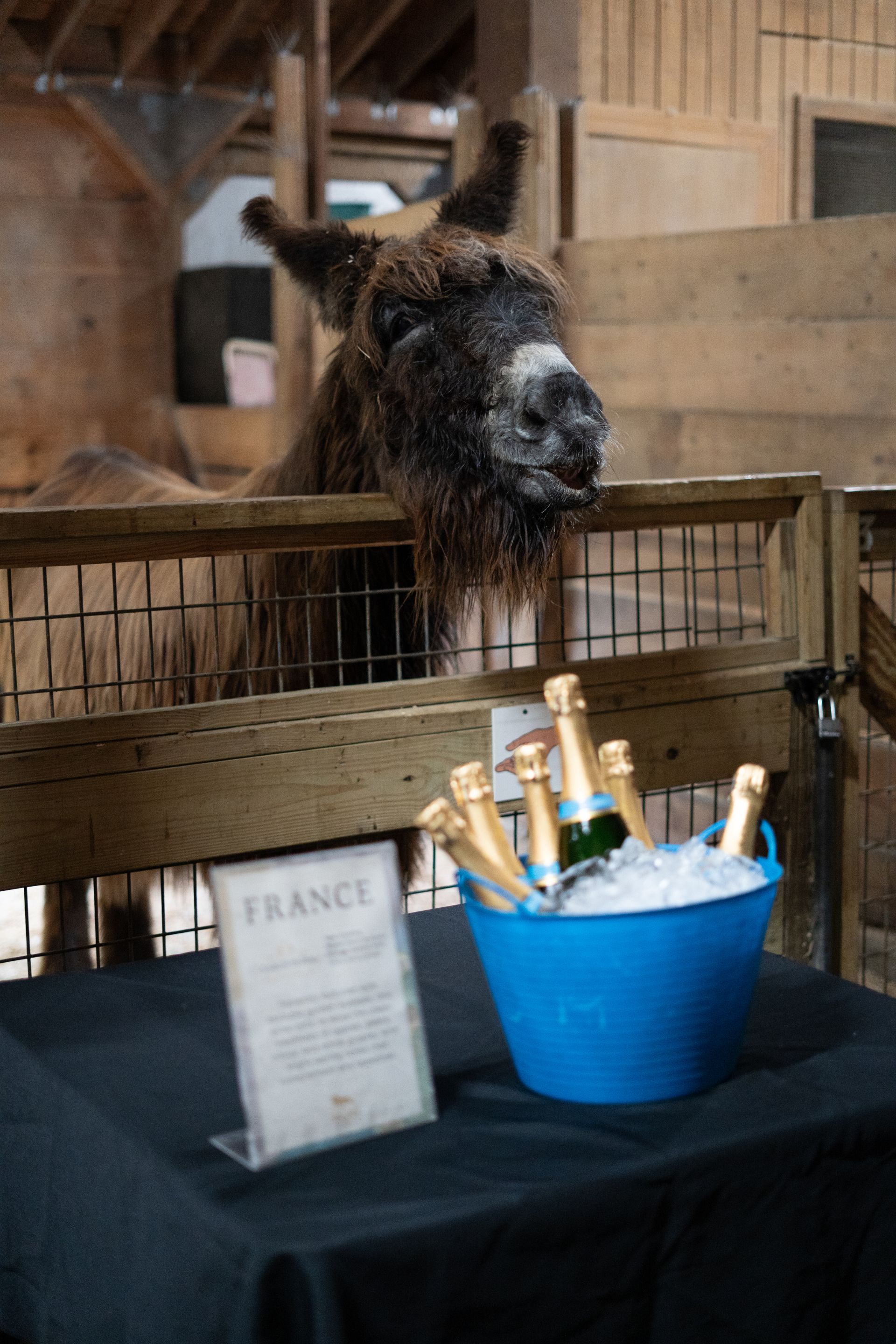 A table with a bucket of sparkling wine bottles sits in front of a stall in the barn with a Poitou donkey stretching its head over the stall's gate.