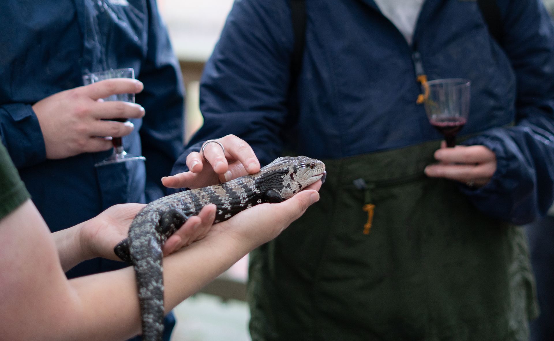 A hand holds out a blue-tongue skink while a Wine Safari attendee pets it with one hand while holding a glass of red win with the other. 