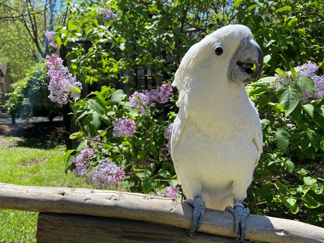 Cockatoo Umbrella Cockatoo Umbrella