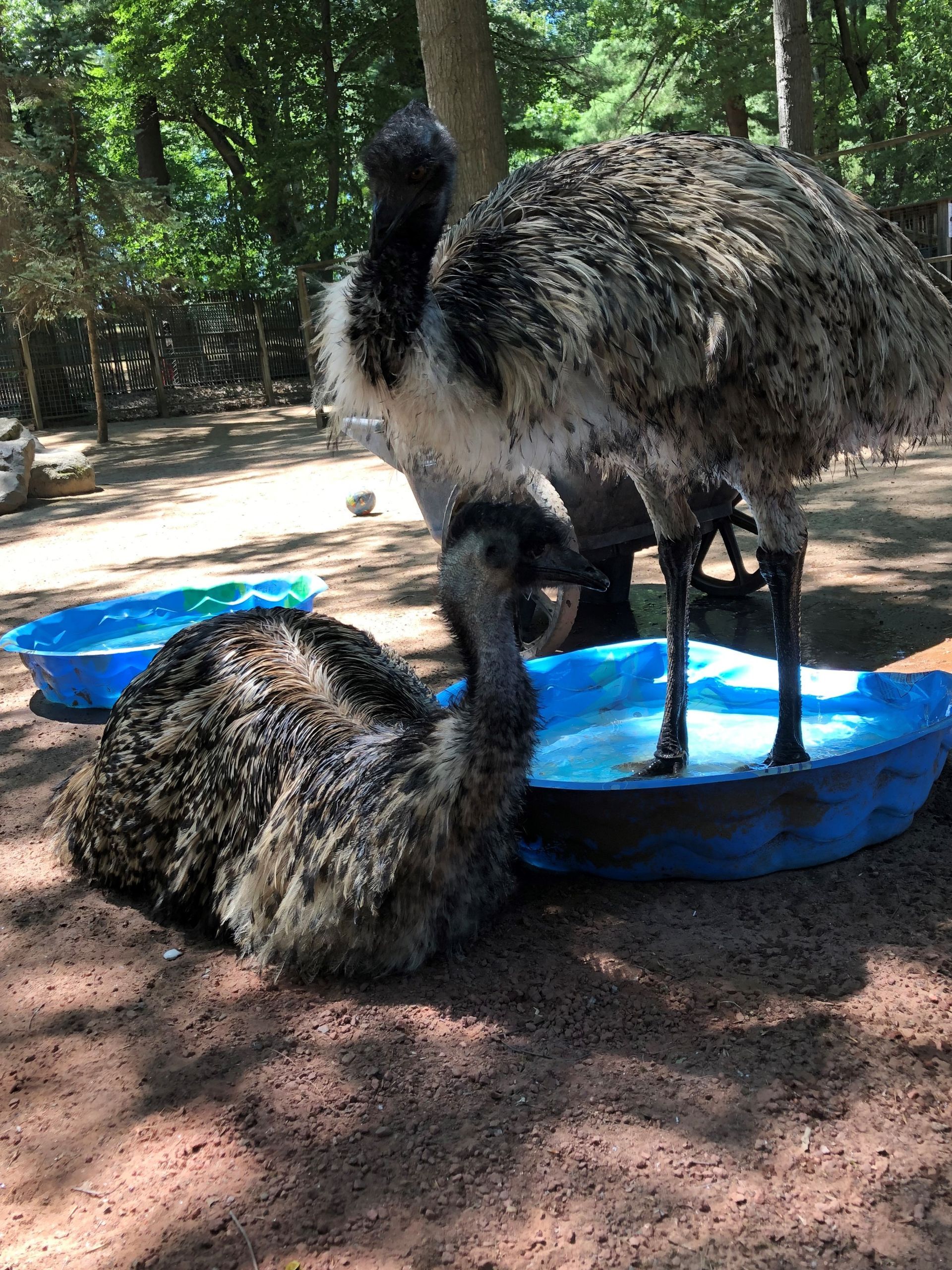 One emu standing in a kiddie pool of water and one emu laying in front of it