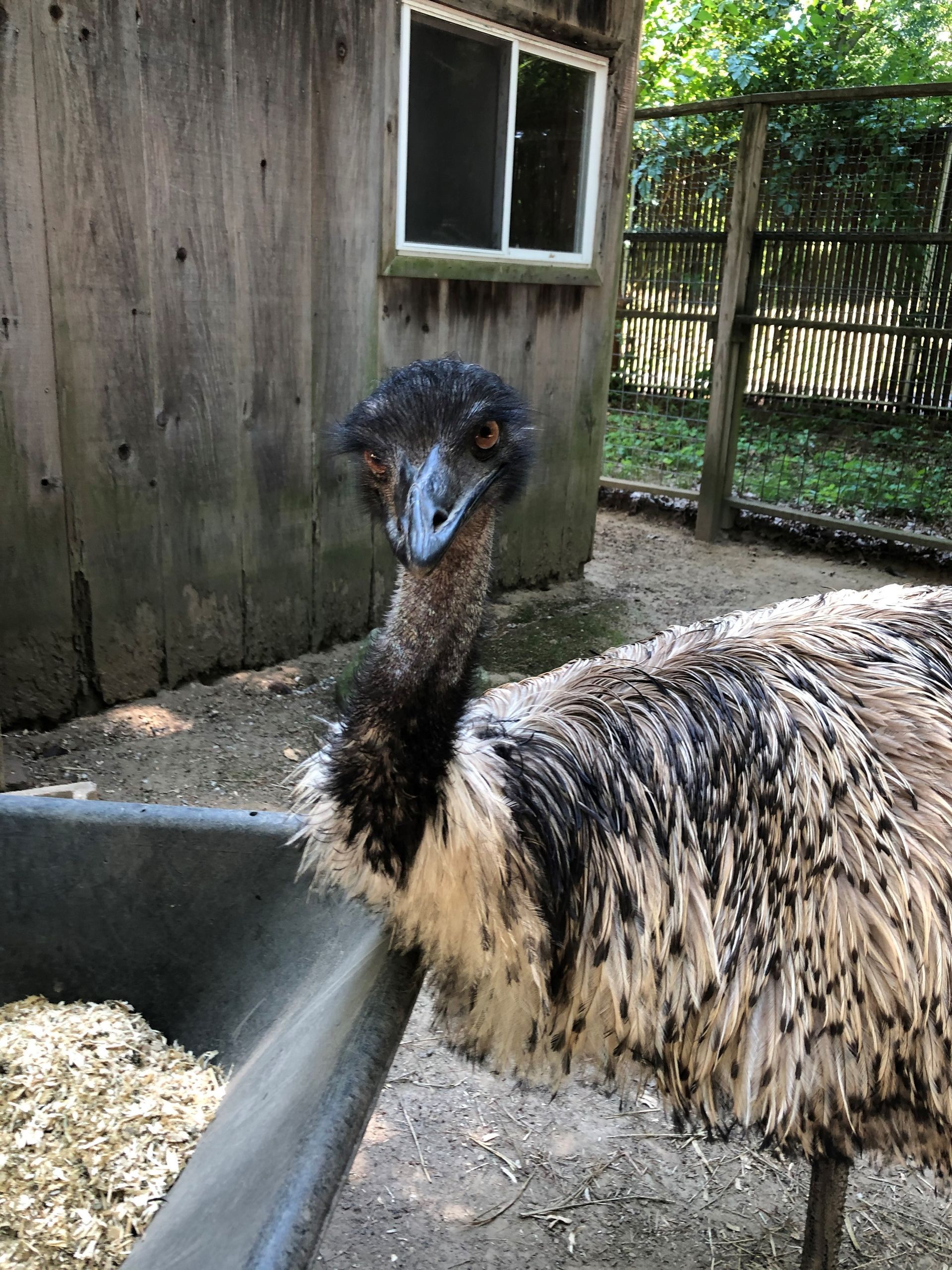 Emu standing in front of a grain feeder