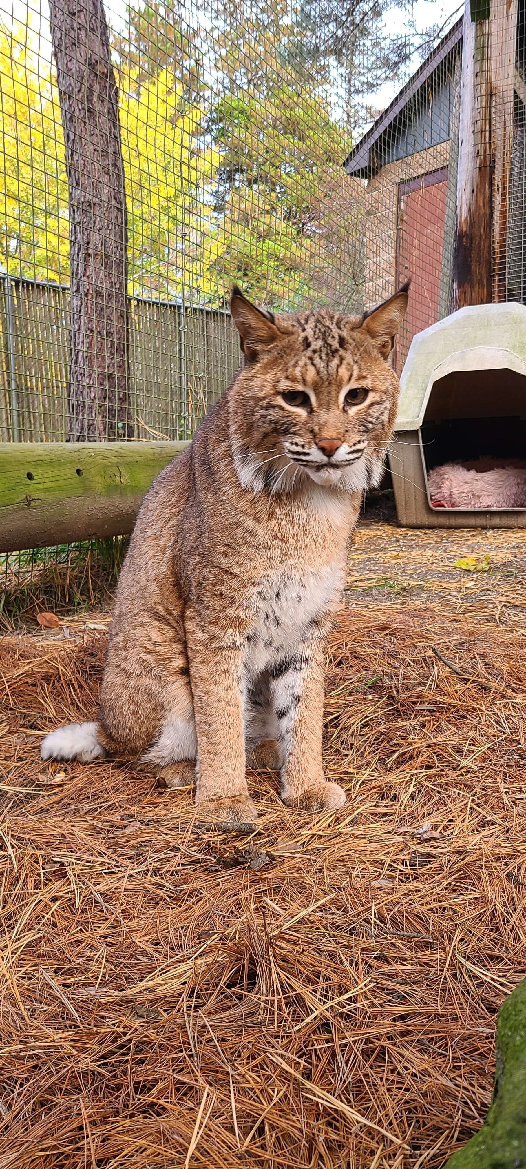 Bobcat sitting in pine needles
