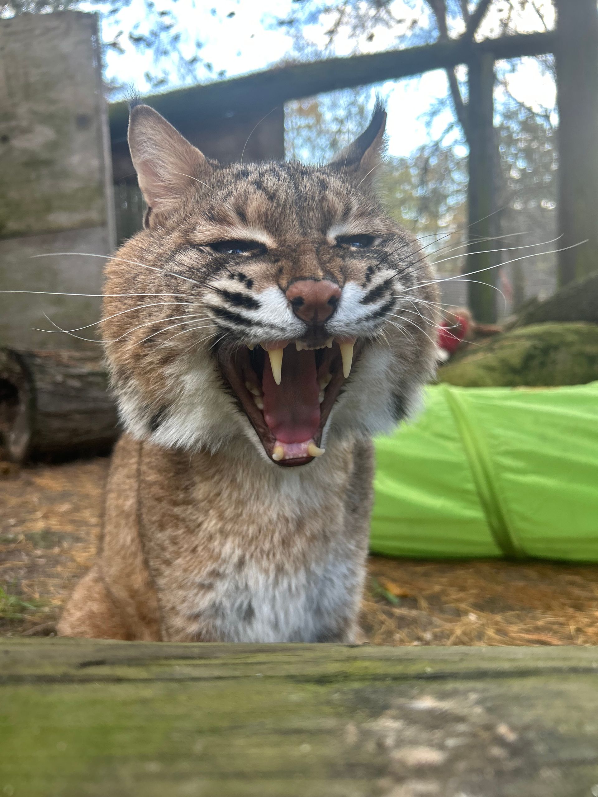 Bobcat sitting and yawning