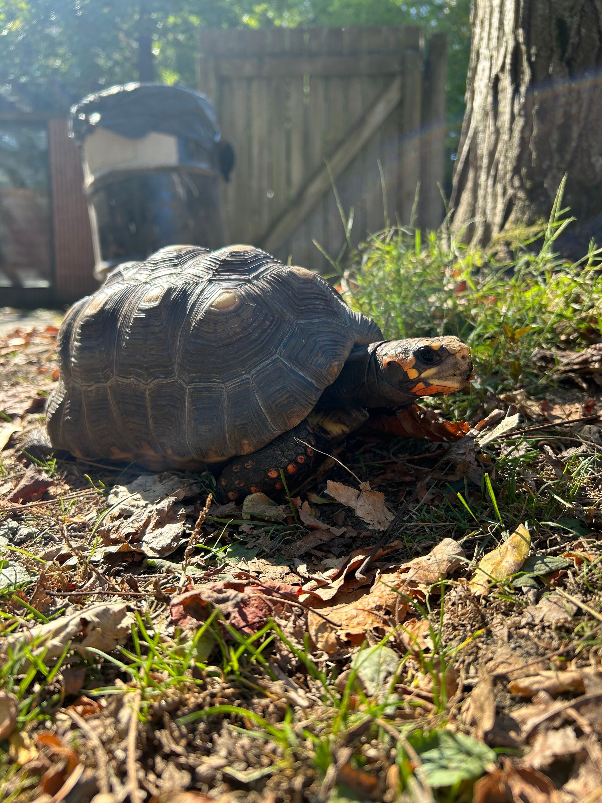 A red-footed tortoise in grass