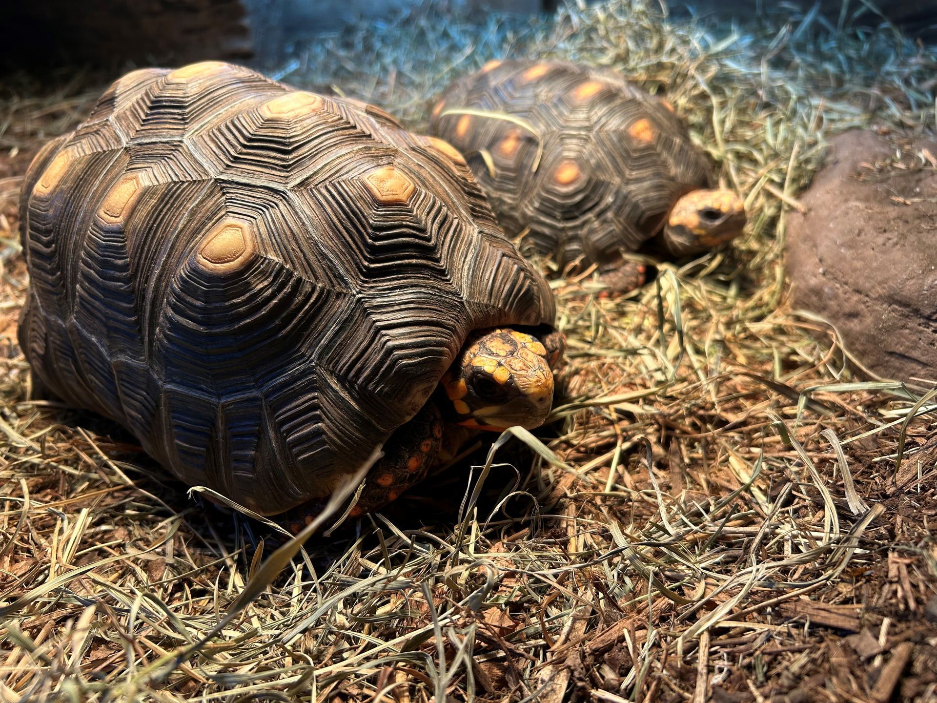 Two red-footed tortoises in hay