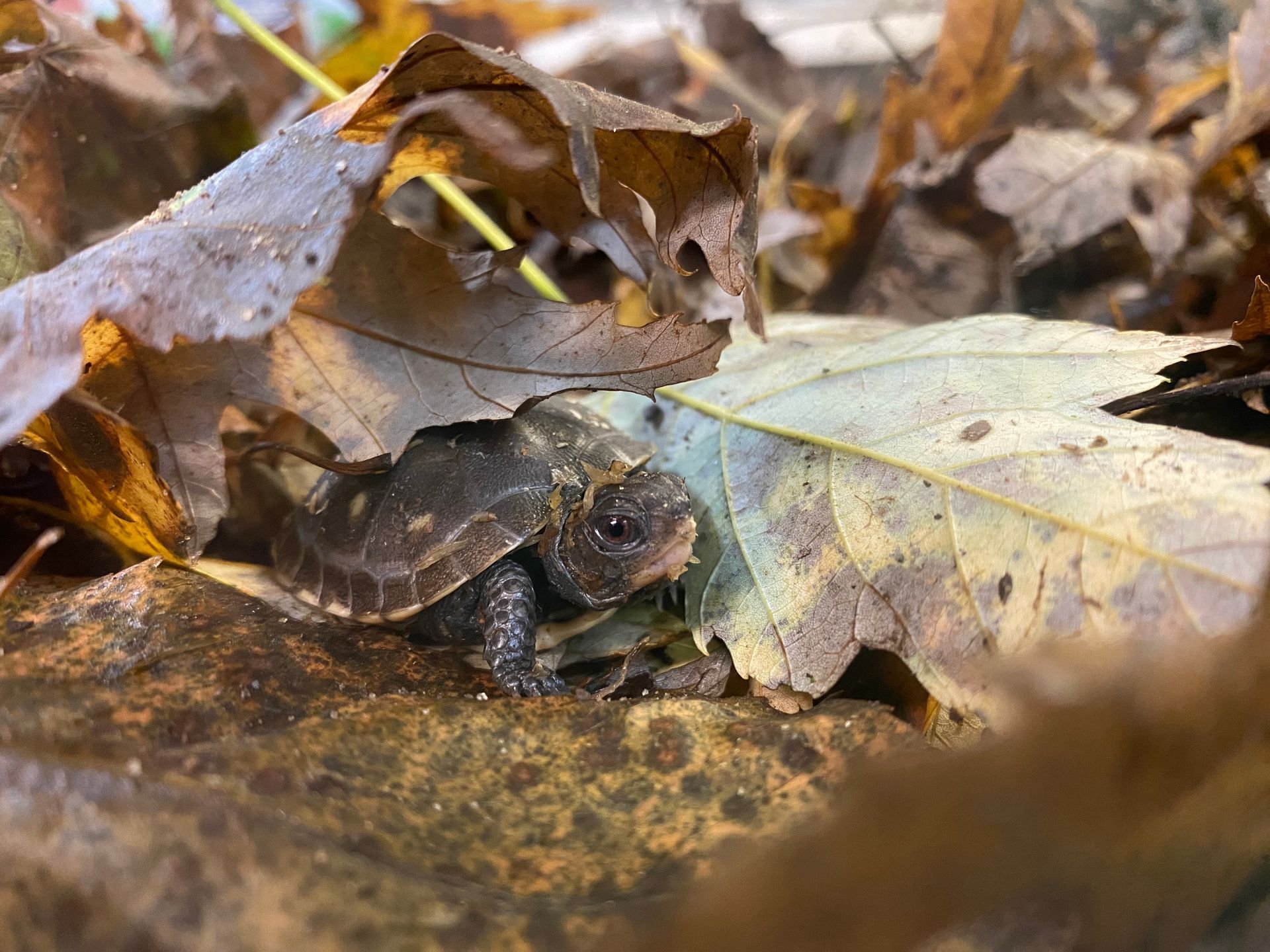 A baby eastern box turtle in leaf litter