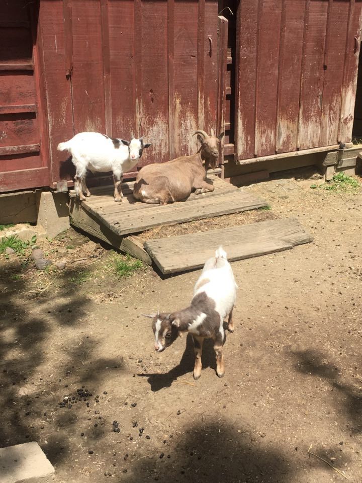 Three goats in a barn yard