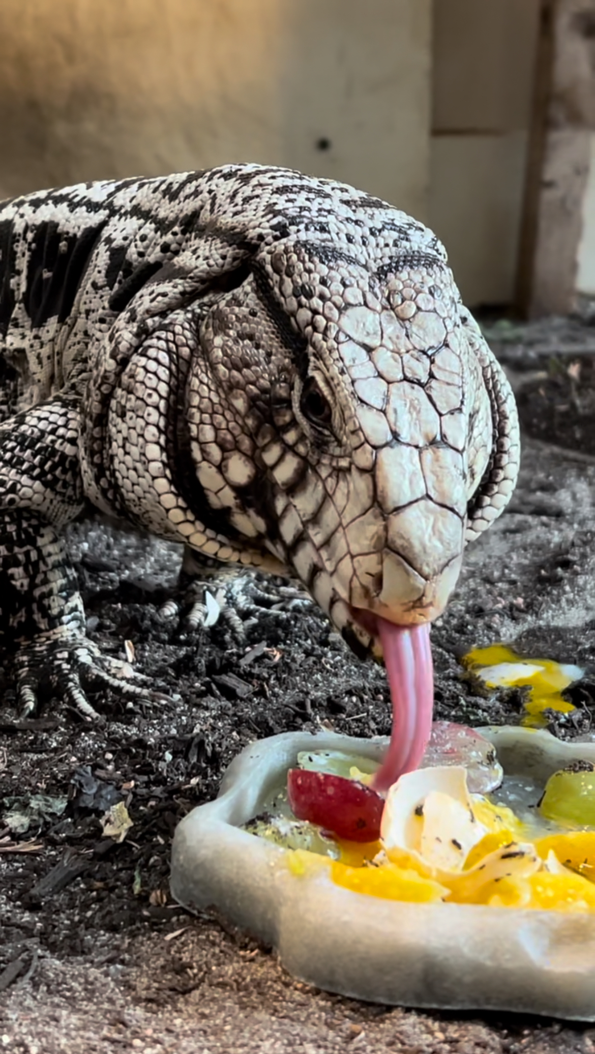 A black and white tegu eating a broken egg