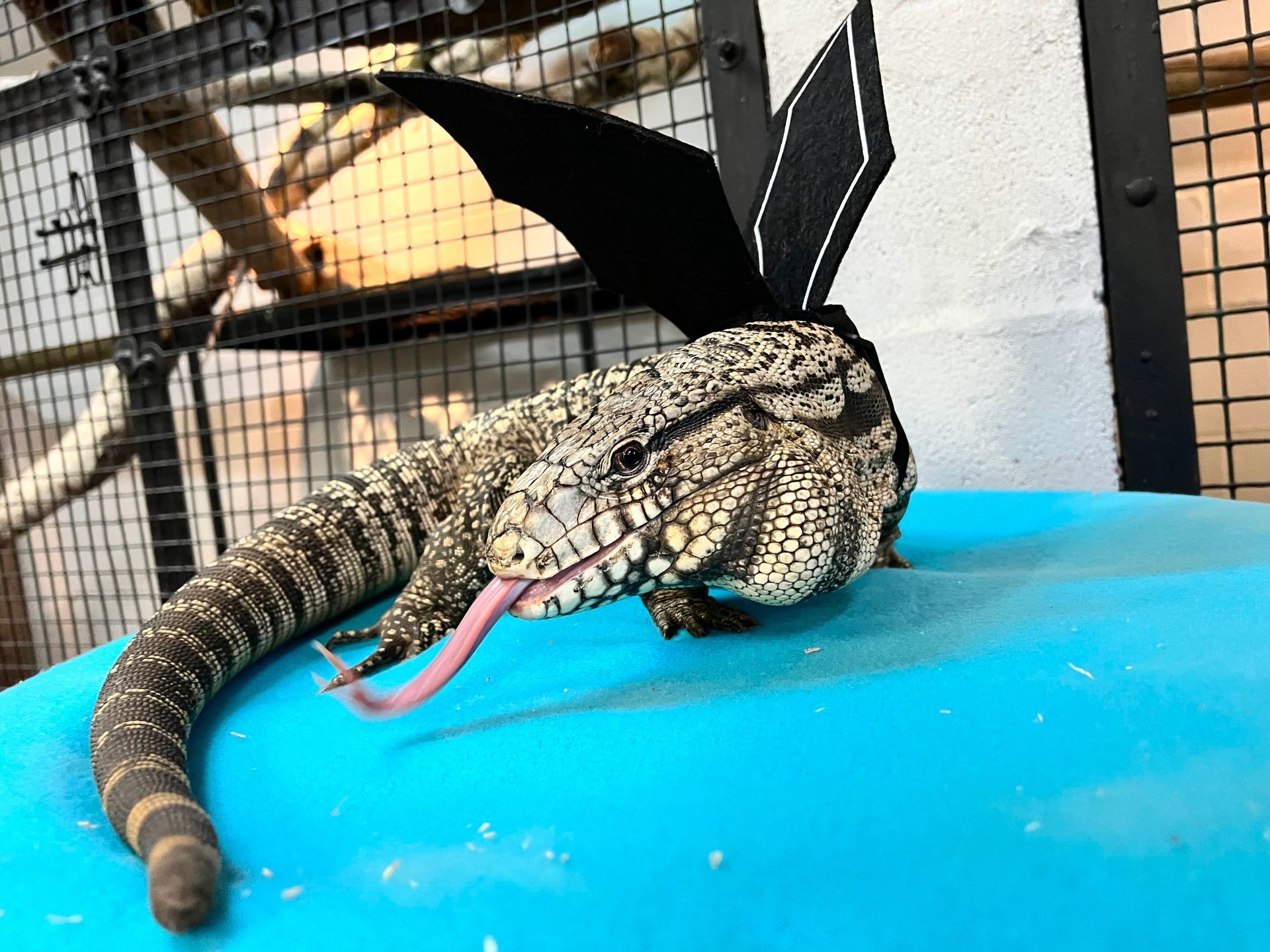 A black and white tegu sticking its tongue out
