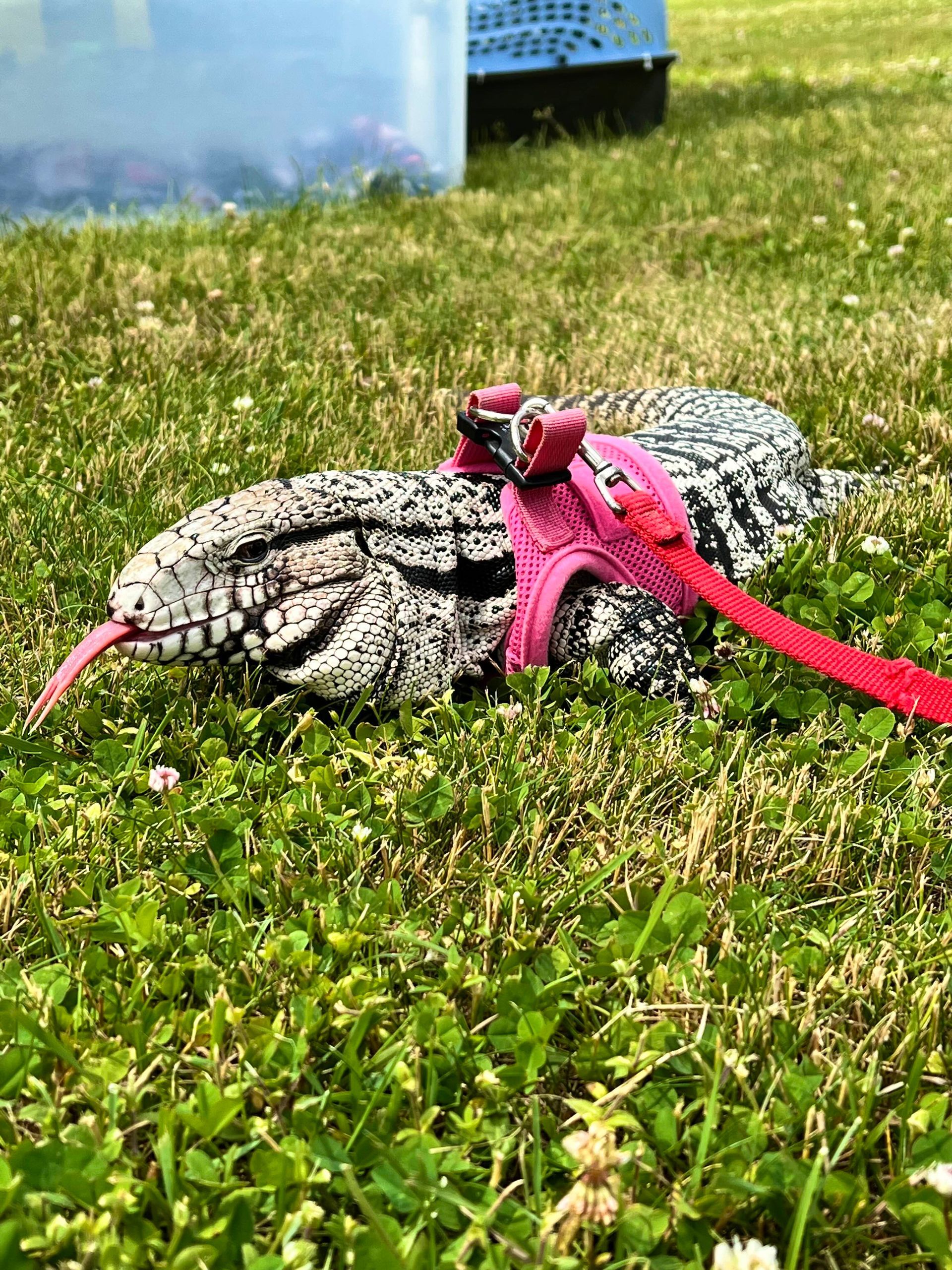 A black and white tegu in a harness laying in grass sticking its tongue out