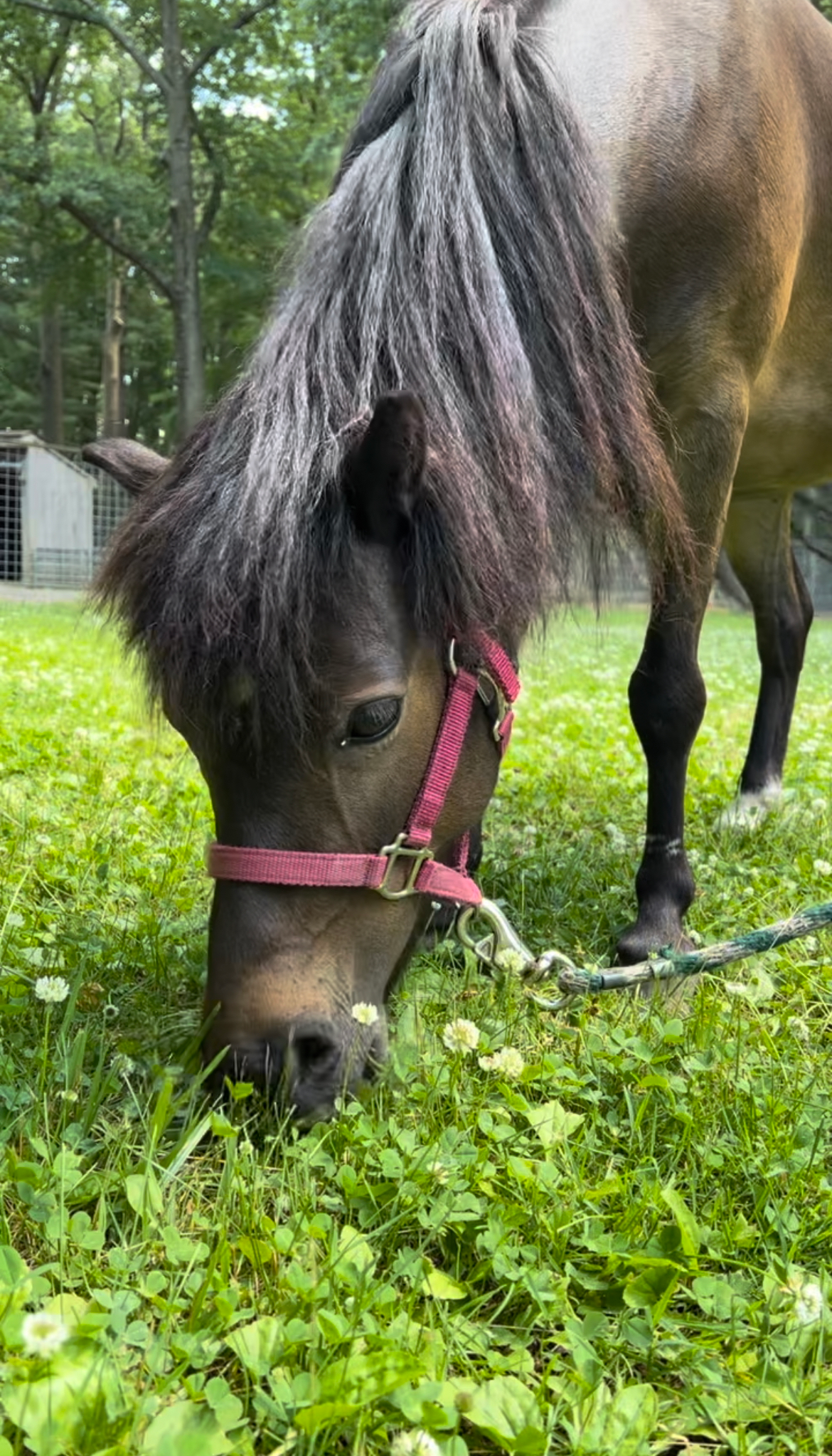 Mini horse eating grass in a field with a halter on