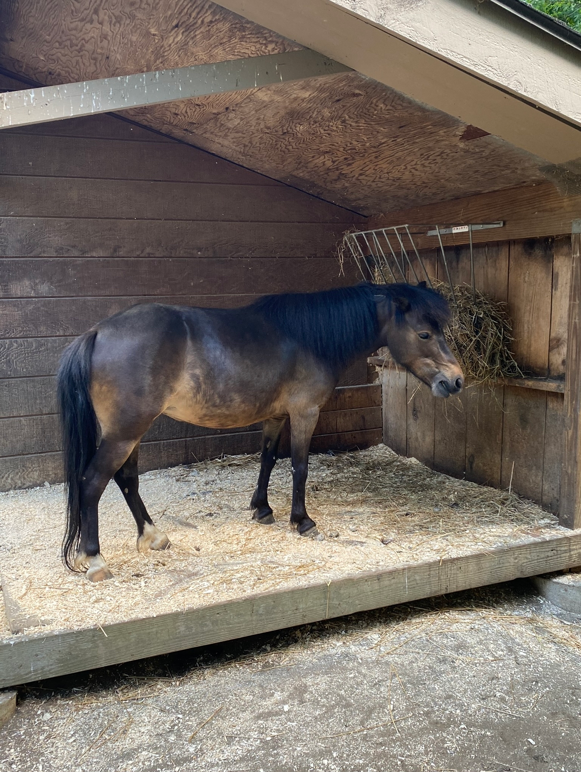 Mini horse standing in a stall eating hay