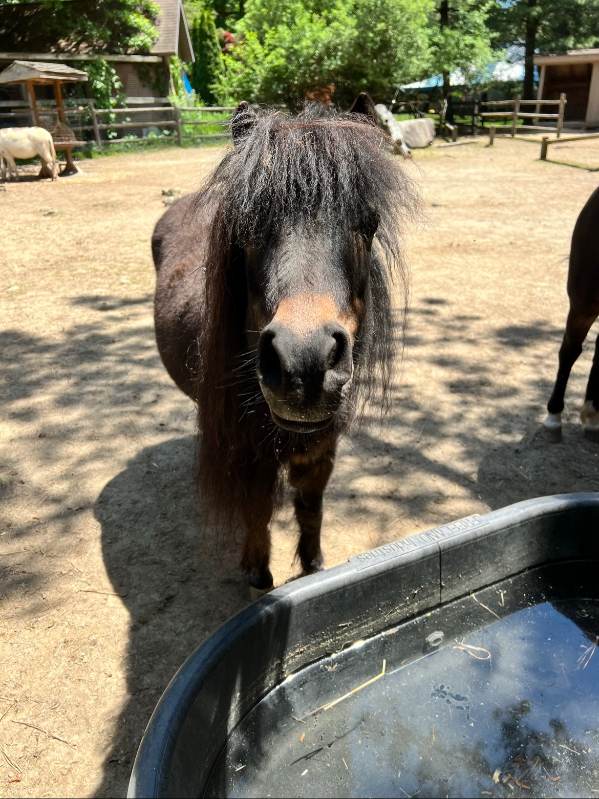 Mini horse standing in front of a water bucket