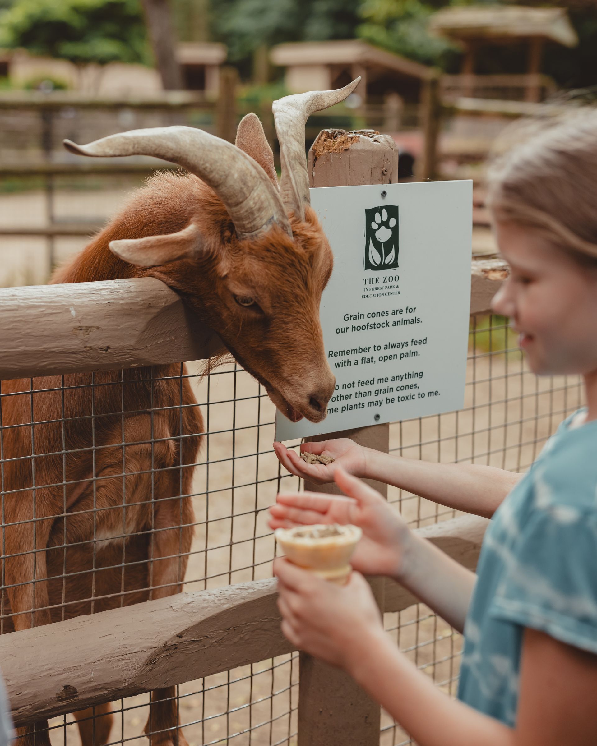 A child feeding a goat a grain cone