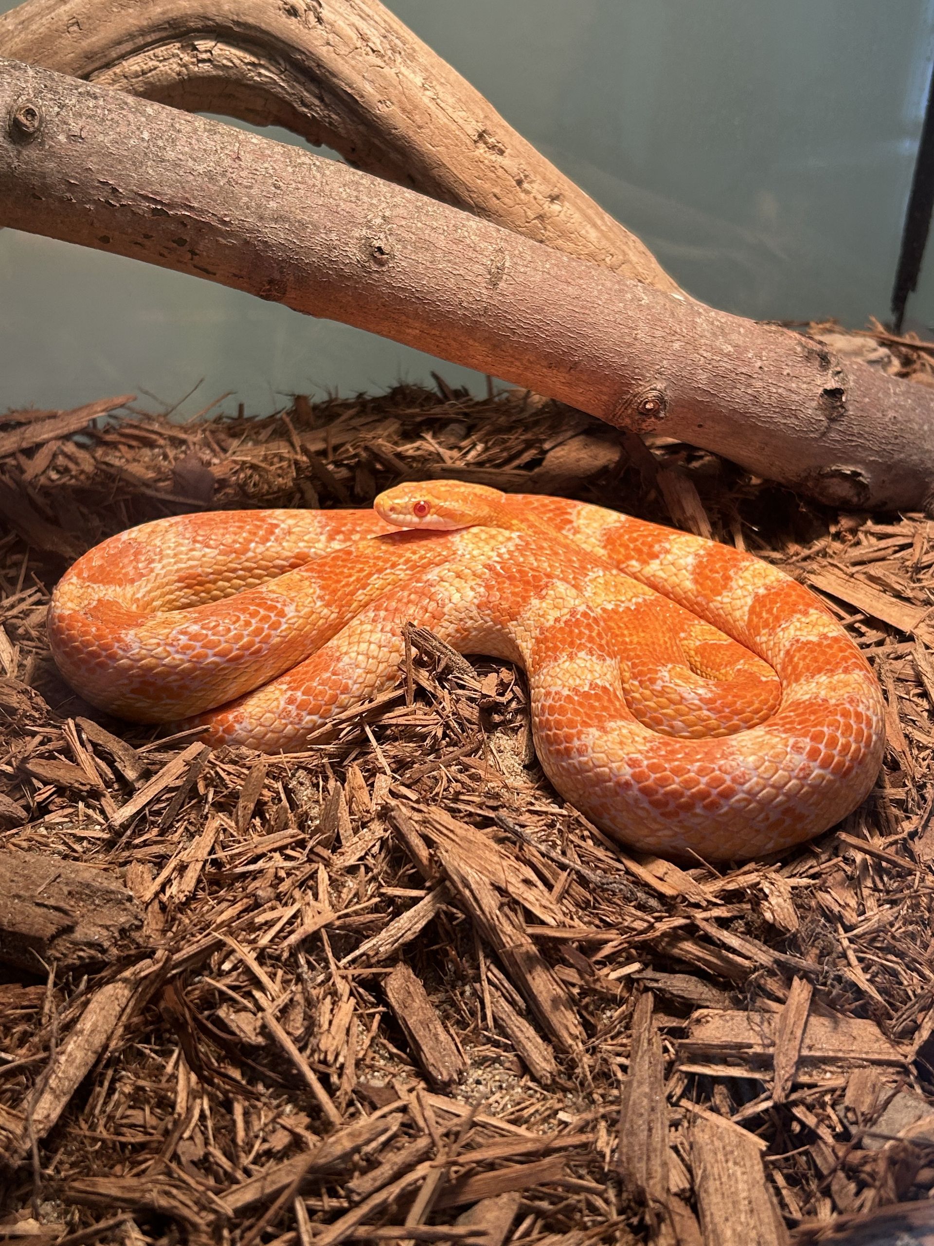 A corn snake at the bottom of a tank enclosure