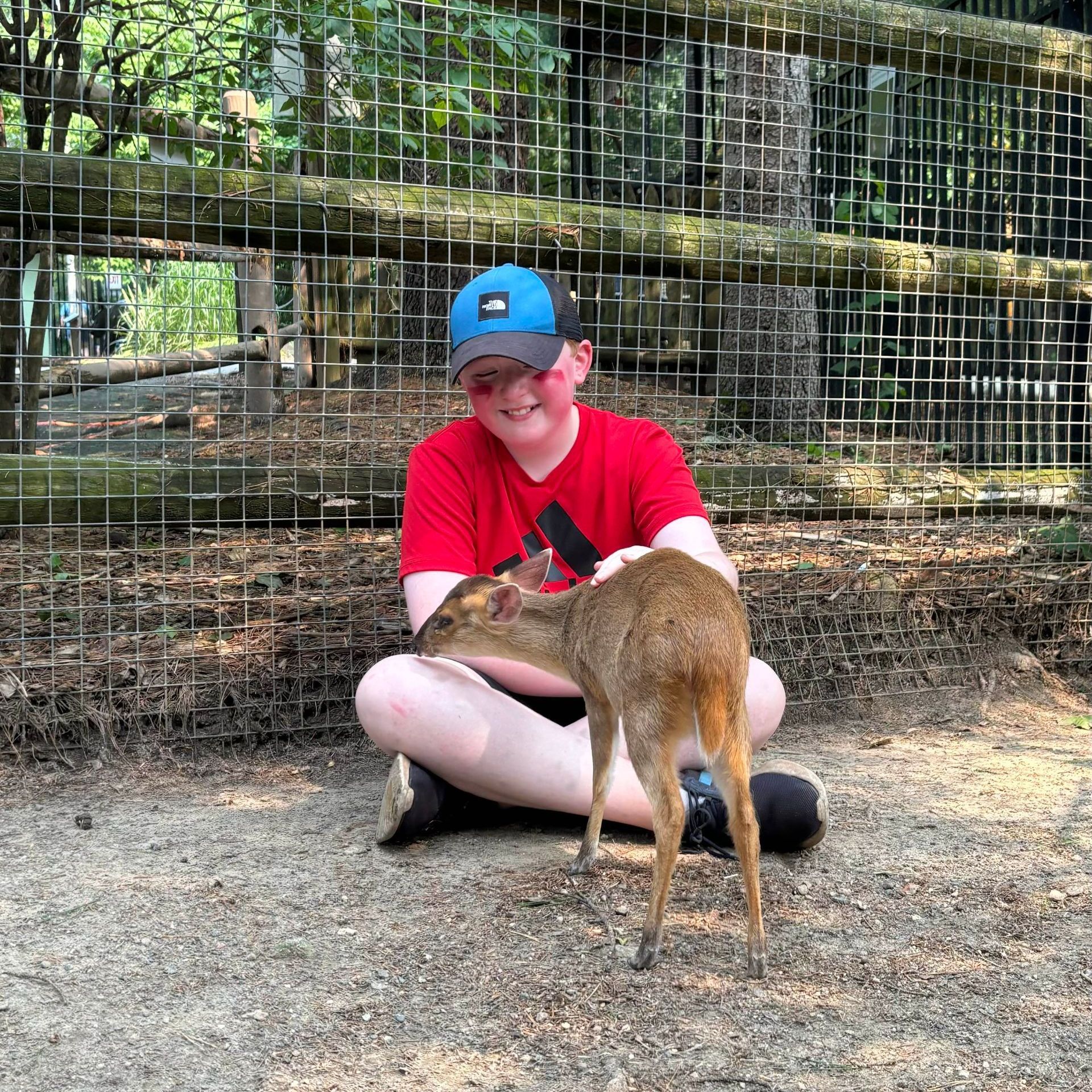 A Zoo camper sits with a muntjac deer in its enclosure. 