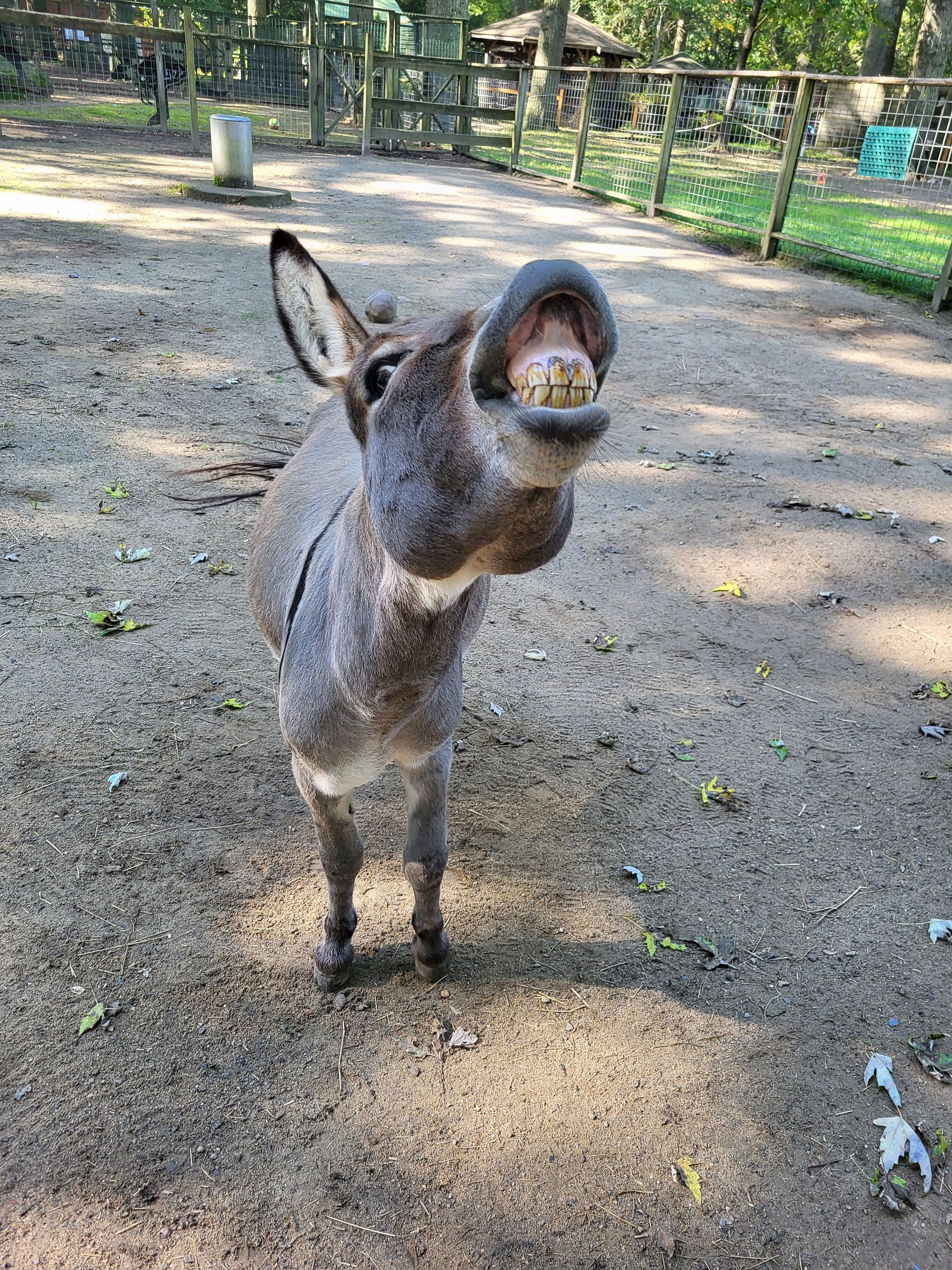 A mini donkey opening its mouth