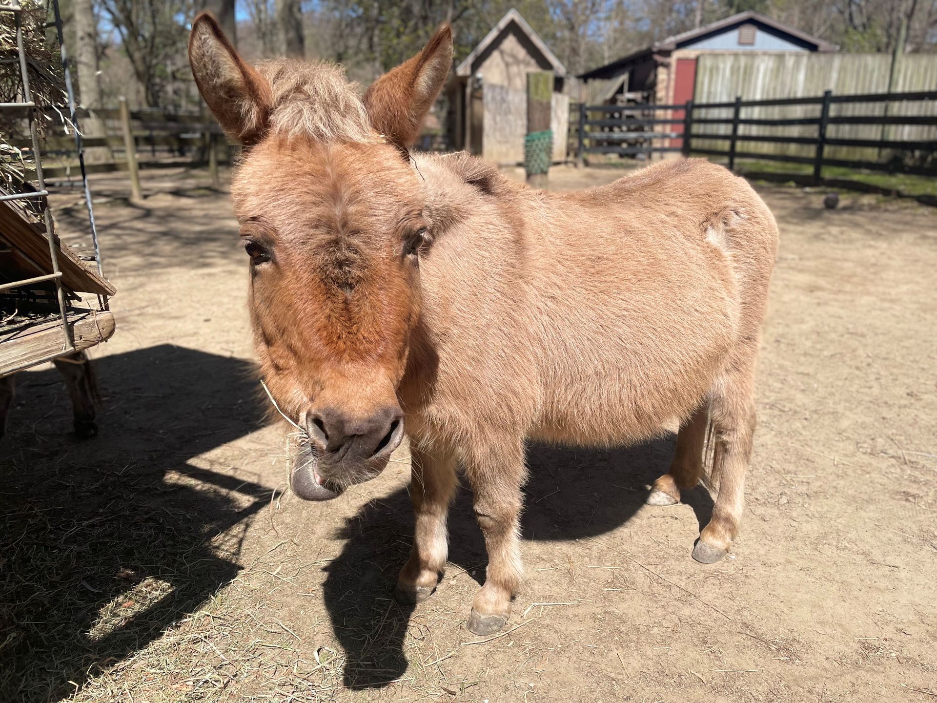 A mini mule chewing food