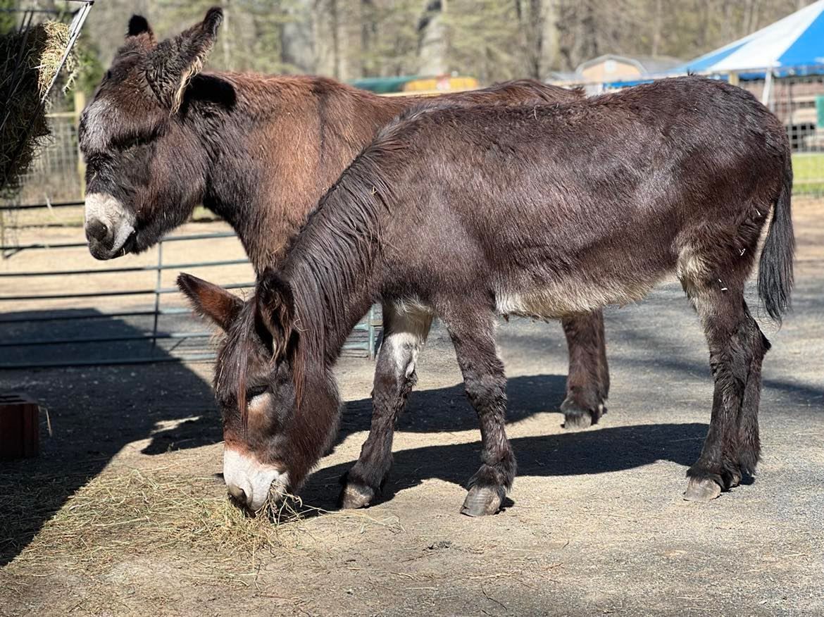 Two poitou donkeys standing in a corral, one bent over eating hay off of the ground
