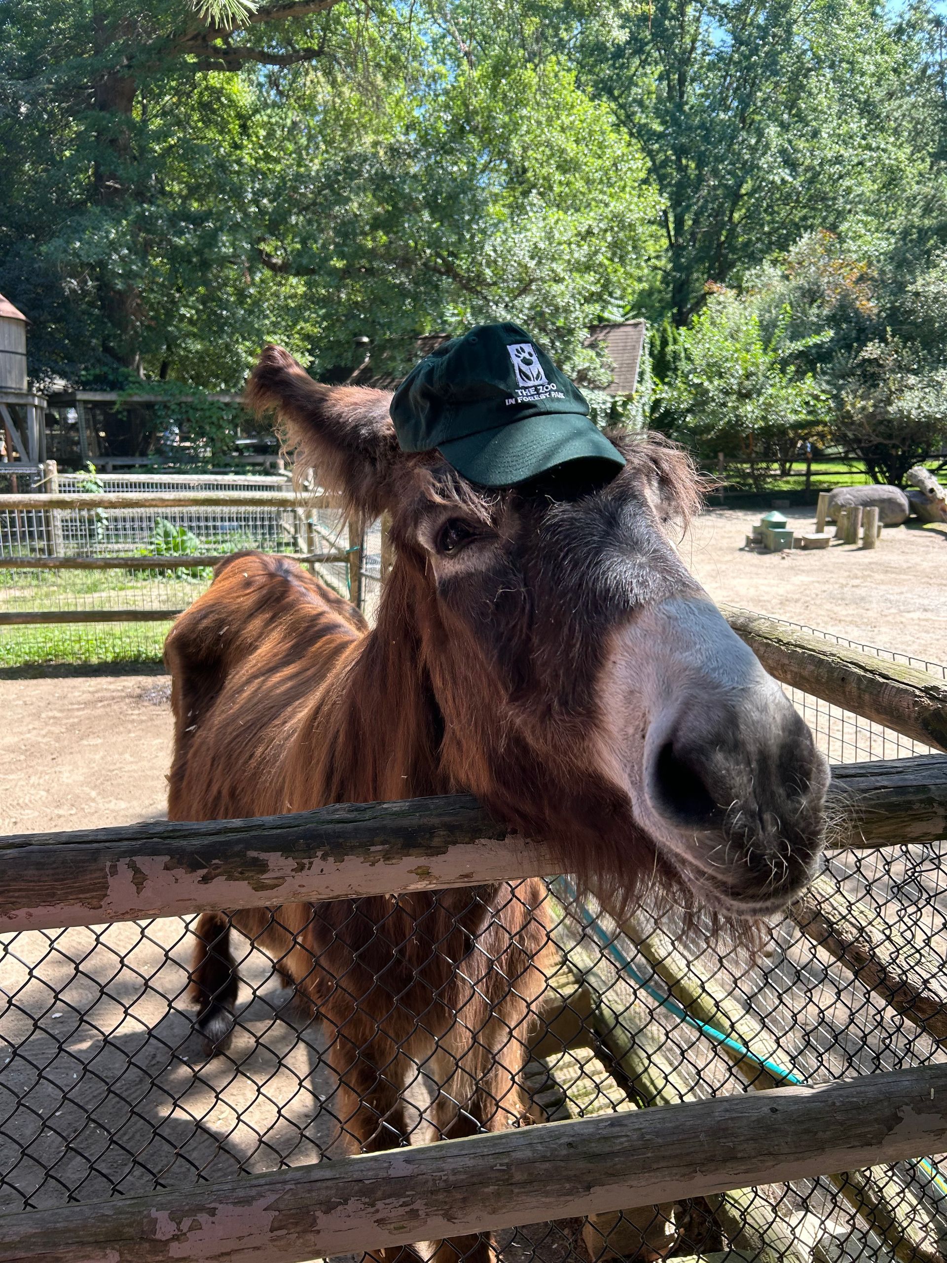 A Poitou donkey standing behind a fence wearing a Forest Park Zoo baseball cap
