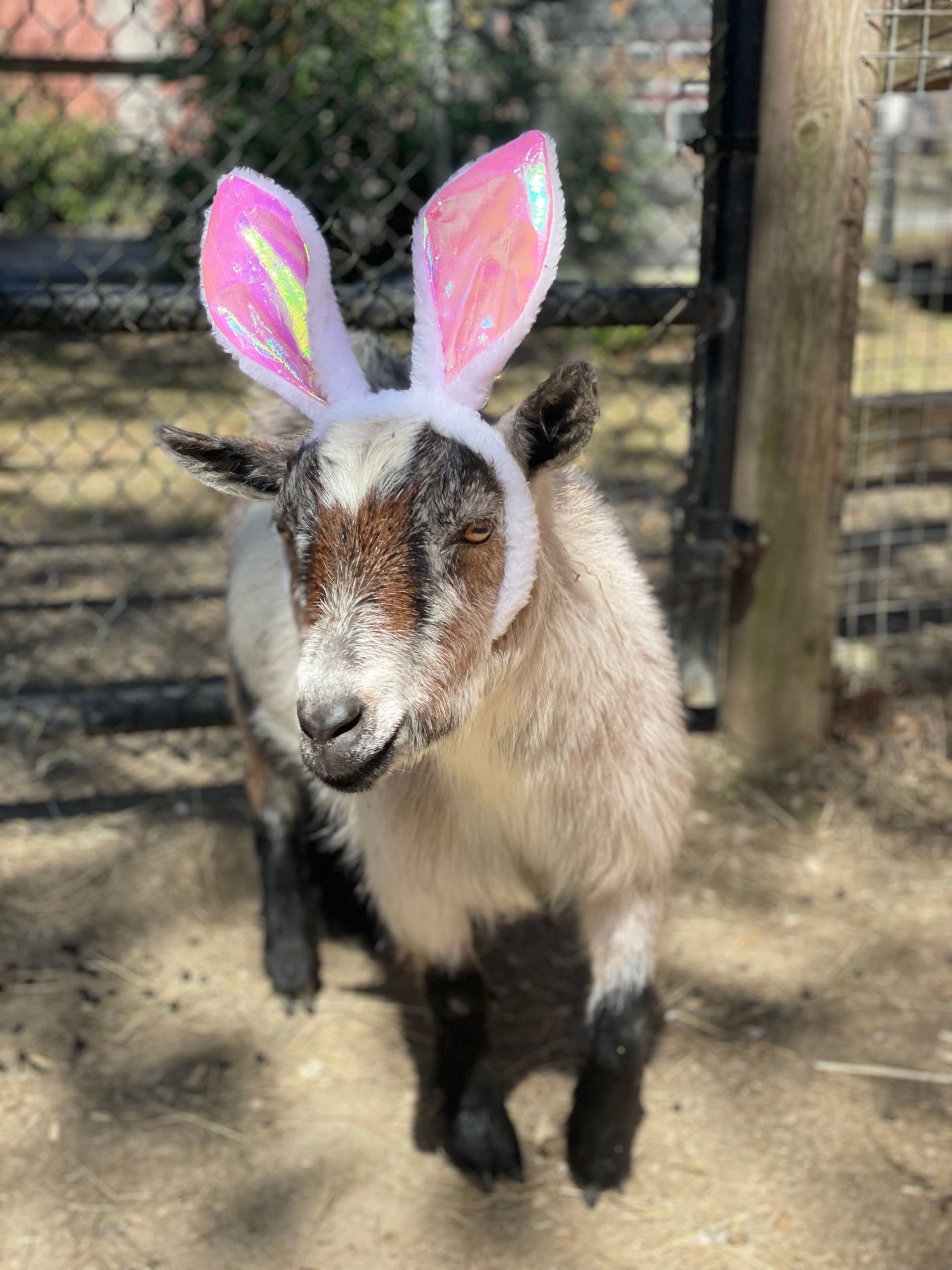 A goat wearing bunny ears