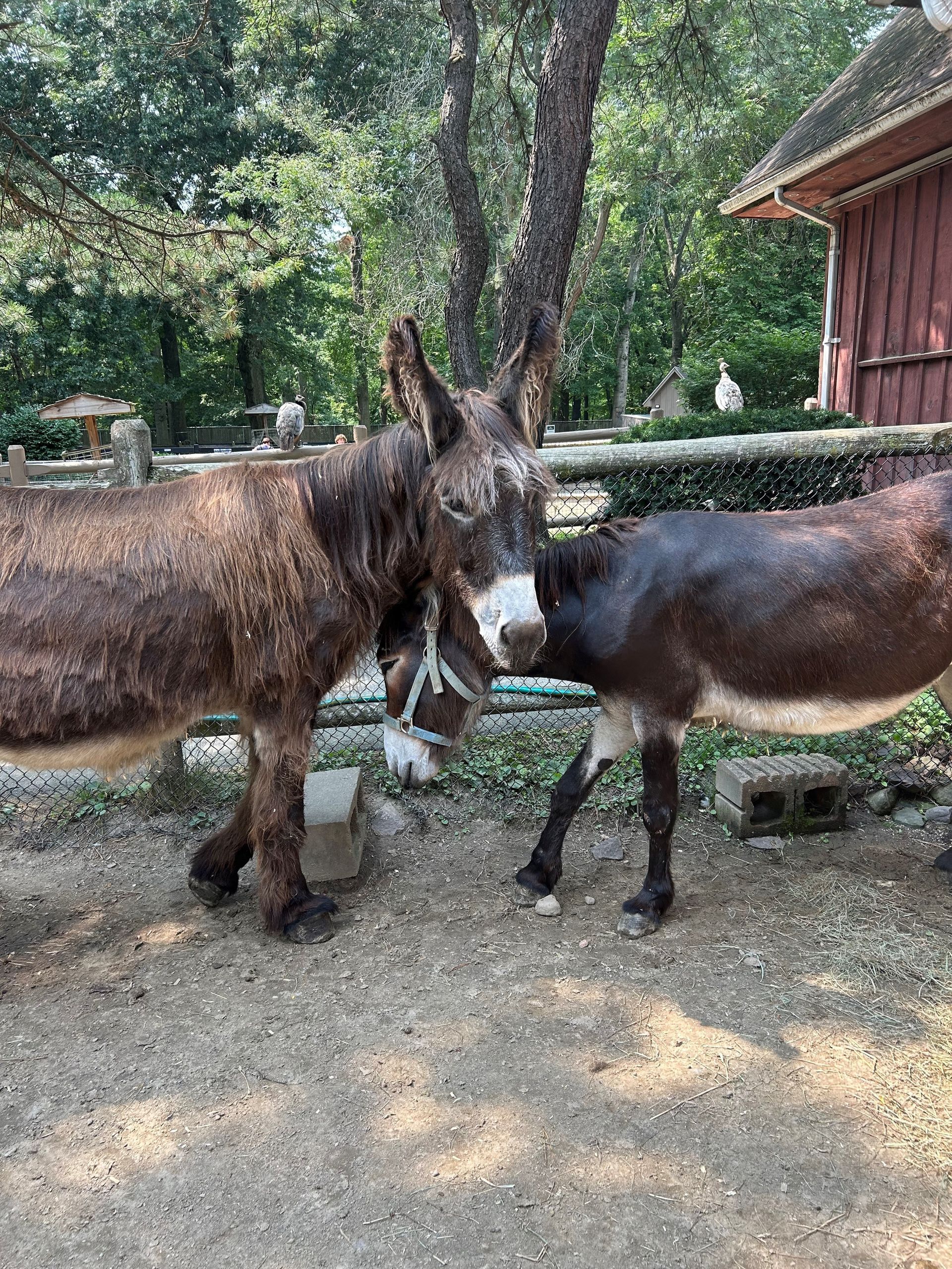 Two Poitou donkeys facing each other in a corral