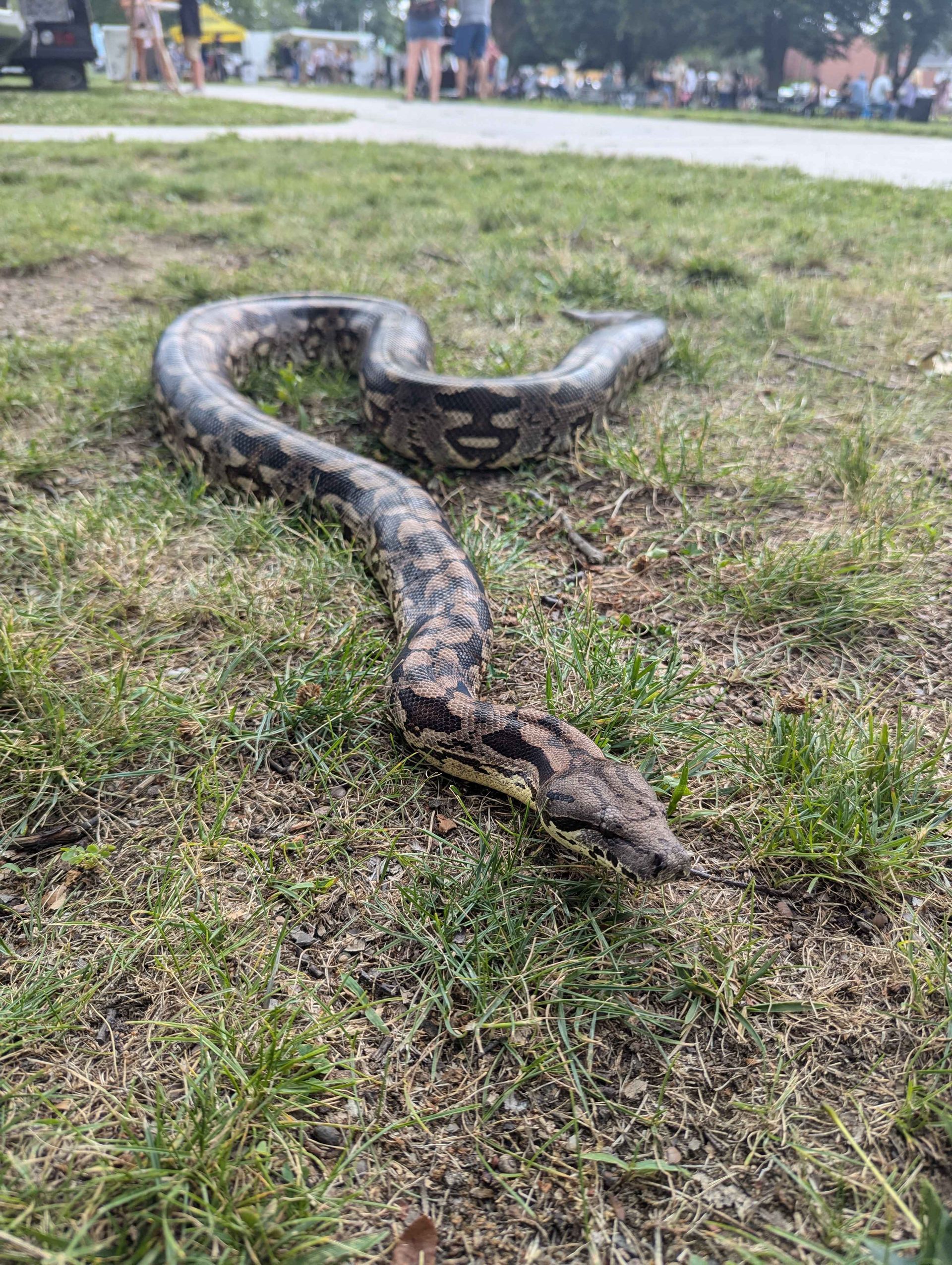 Dumeril's boa in the grass