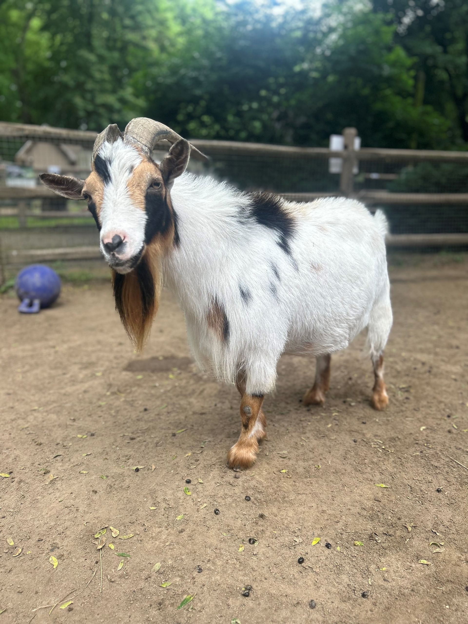 A male goat standing