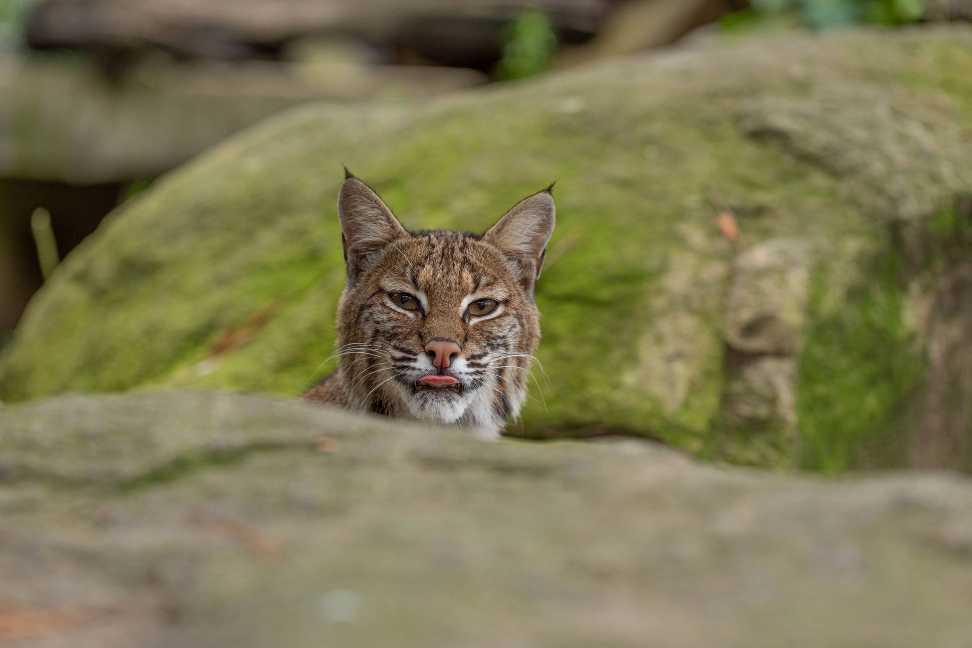 Bobcat behind rock sticking tongue out