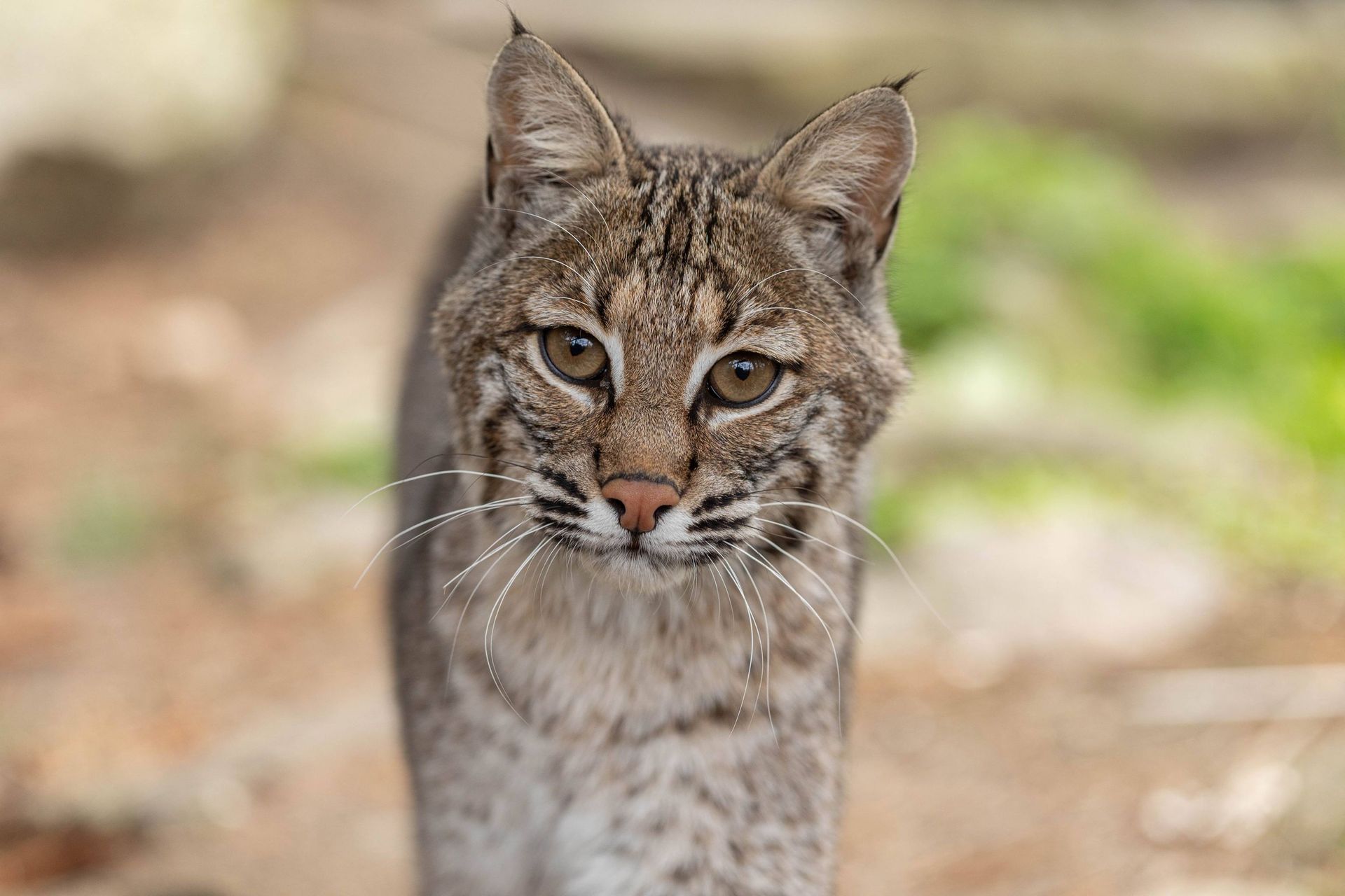 A bobcat