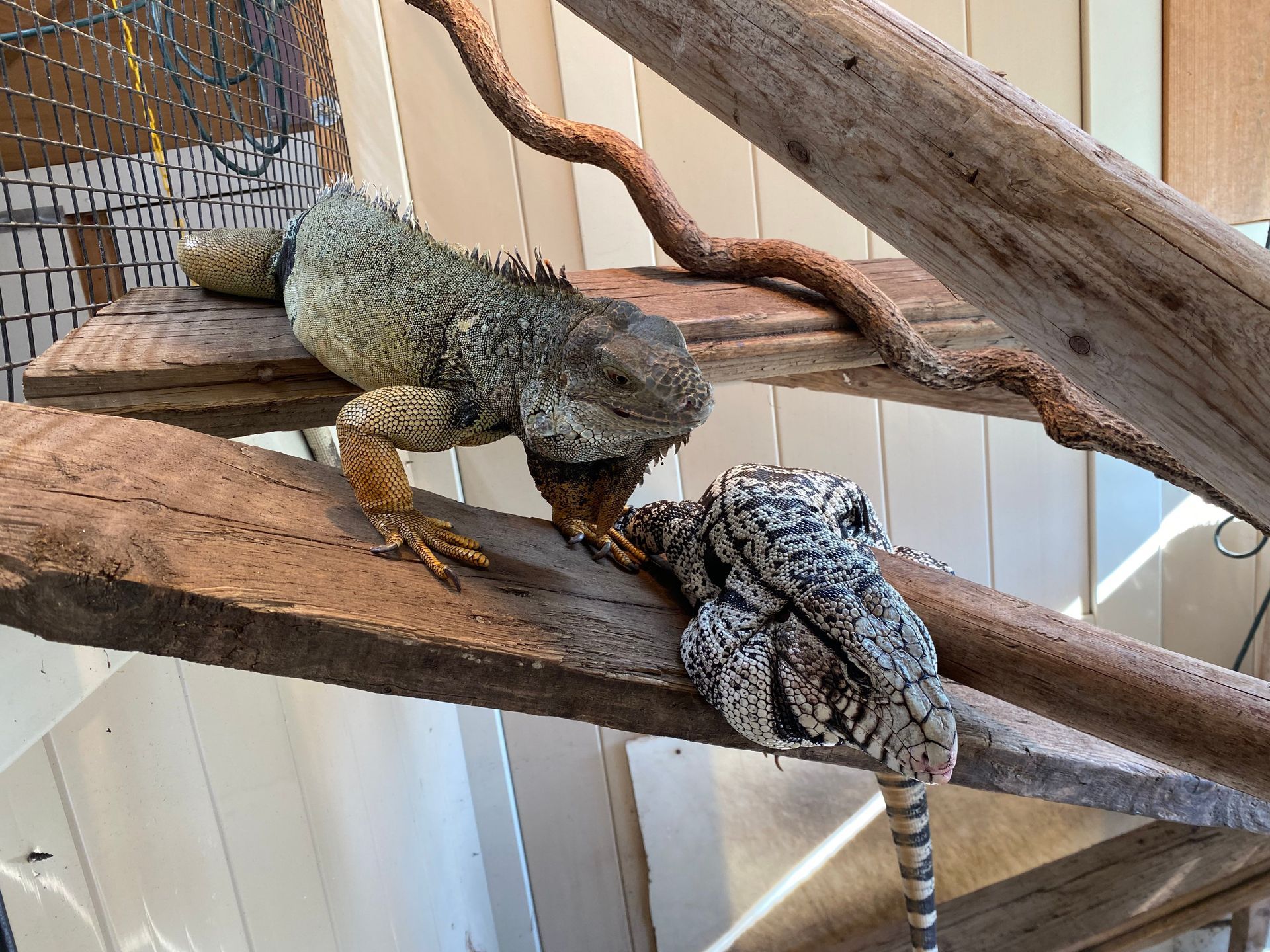 A black and white tegu and a green iguana on a wooden perch