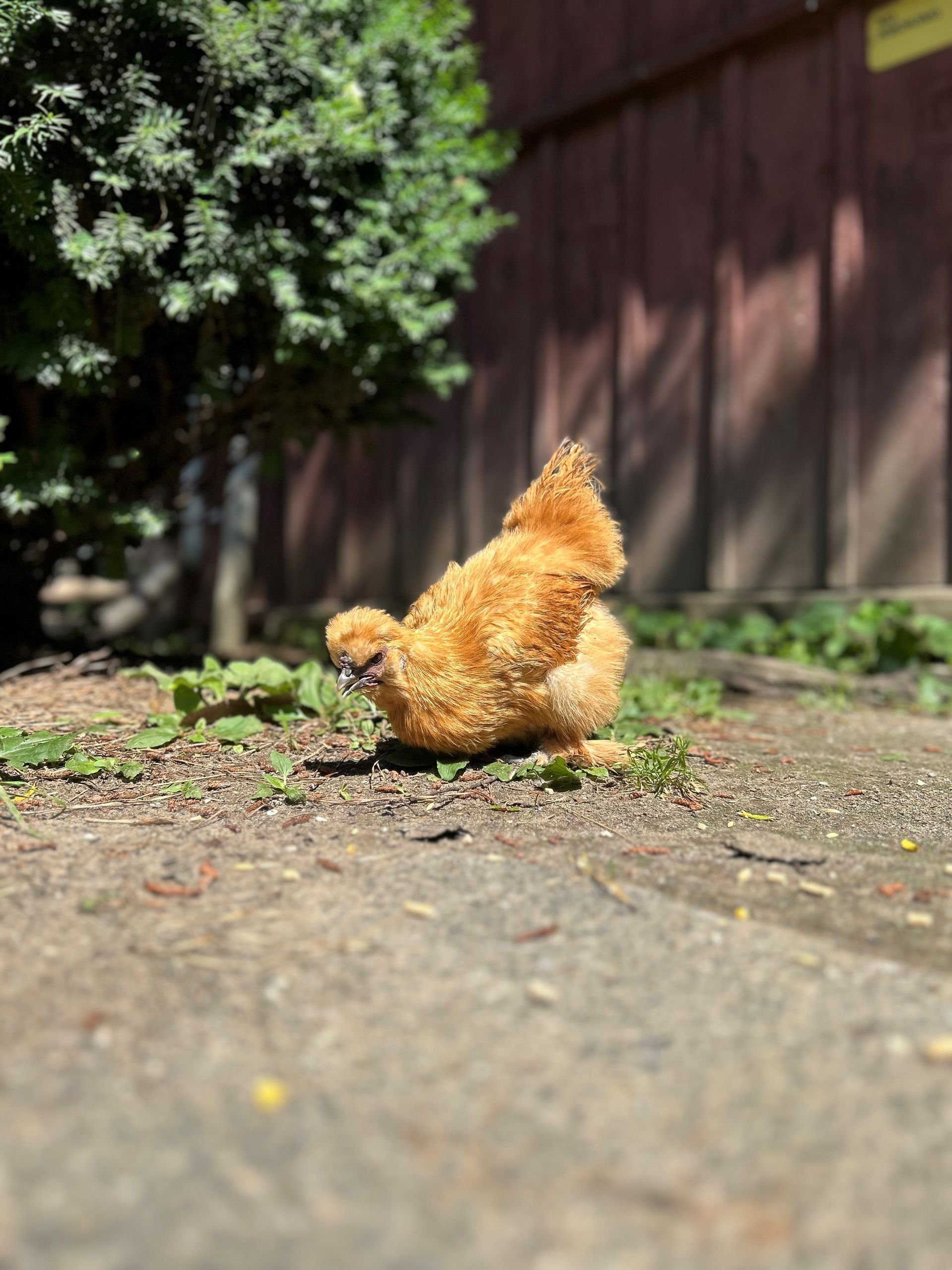 Brown silkie chicken standing in grass