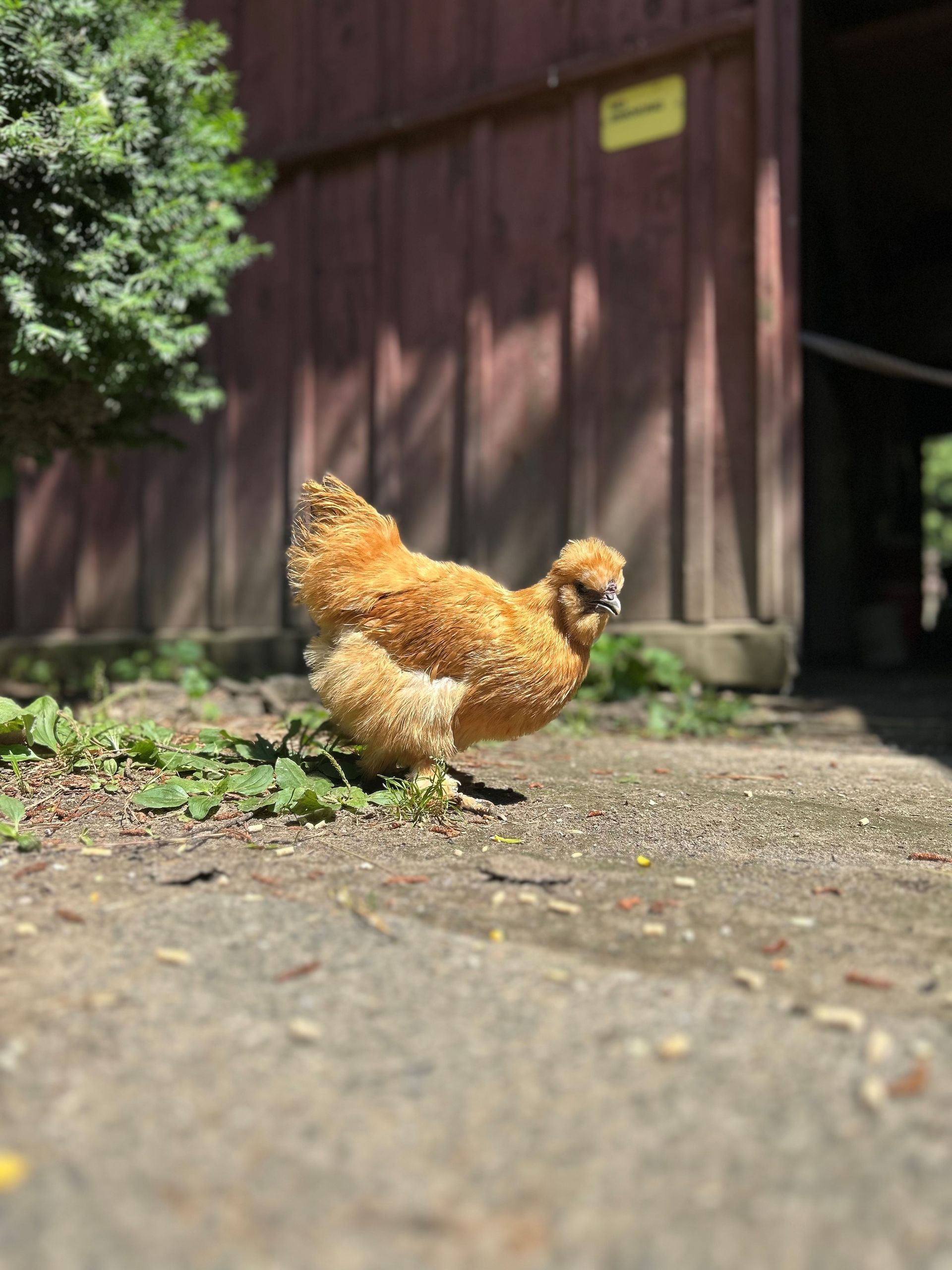 Brown silkie chicken standing in grass
