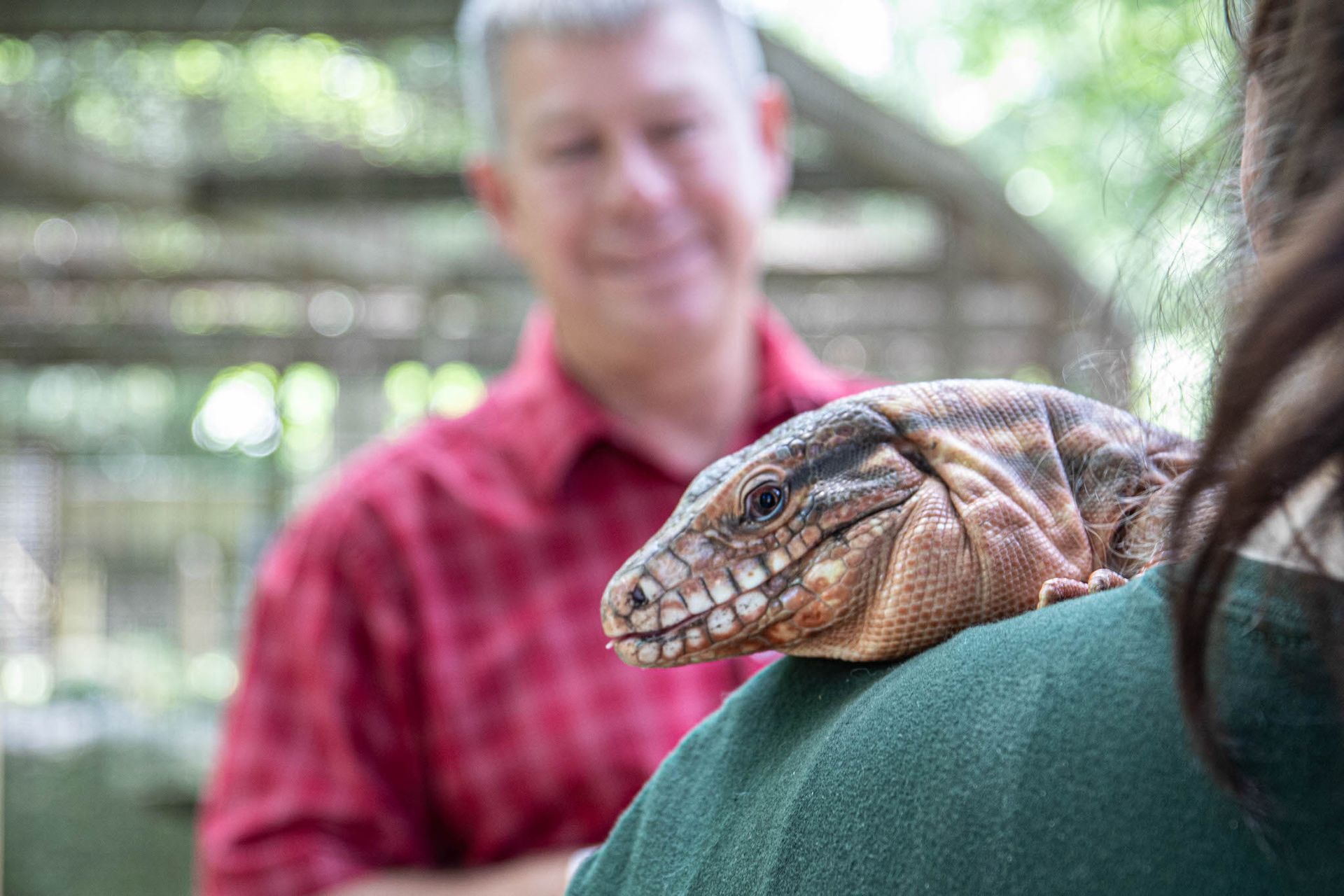 A red tegu sits on the shoulder of a Zoo educator who is out of view. A man in a red shirt stands behind the tegu looking at it.
