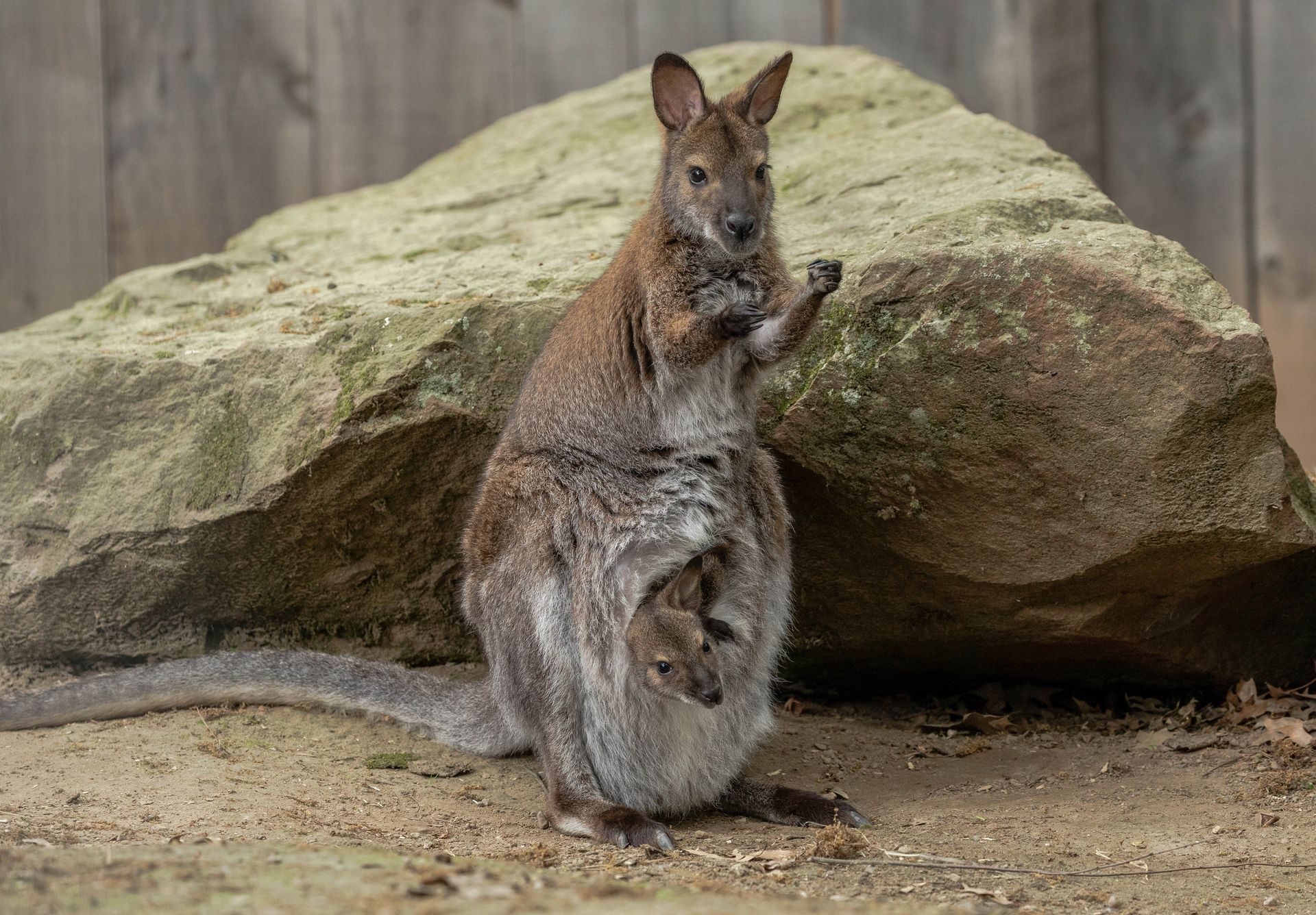 A mother wallaby with a joey in pouch