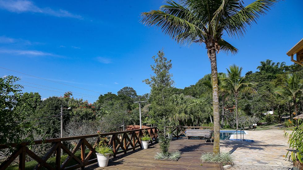 Uma palmeira está ao lado de uma ponte de madeira.