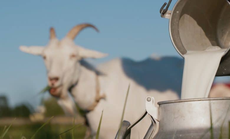 latte capra e montagne