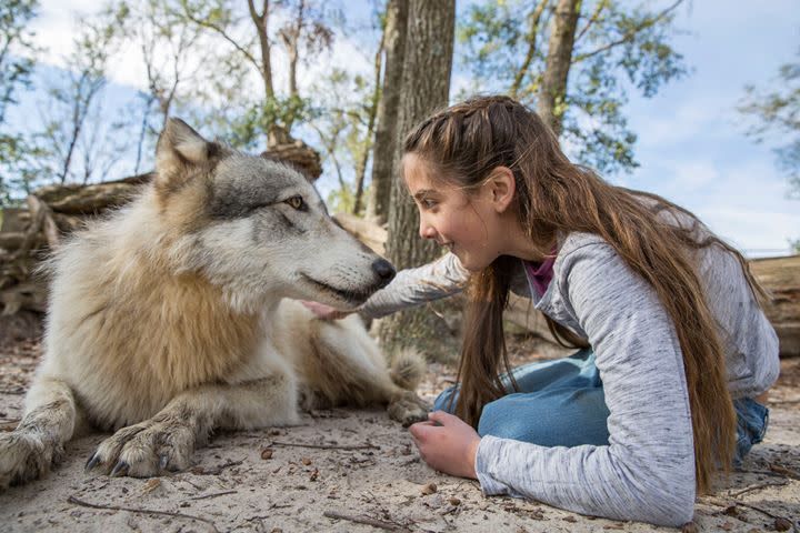 Girl kneeling, touching paw of a wolf; both looking at each other; forest setting.