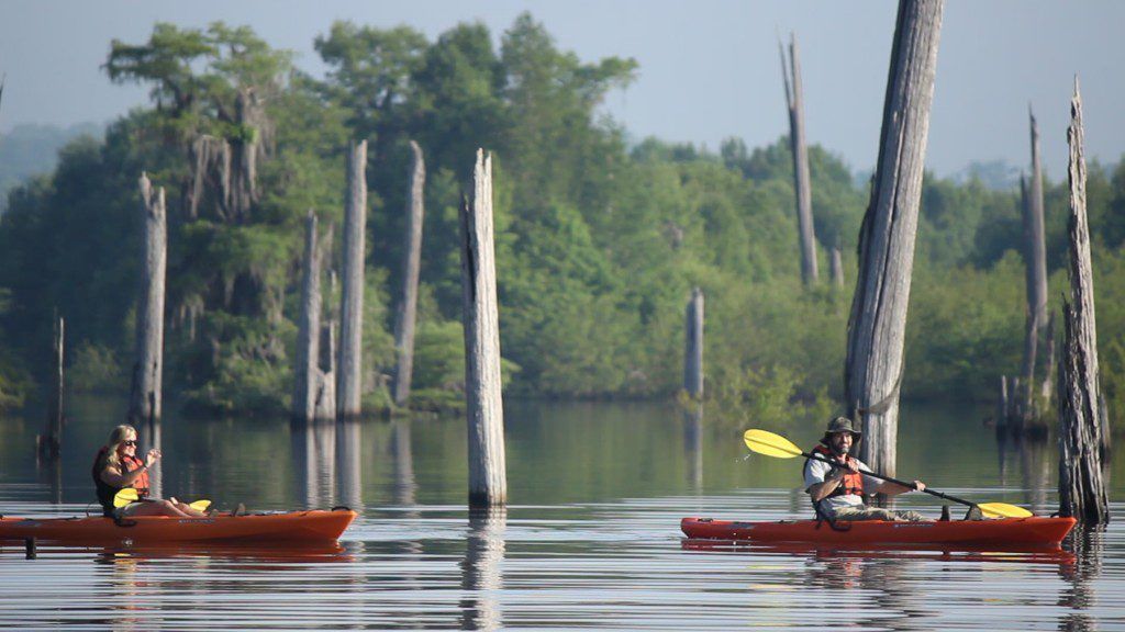 Two people kayaking on calm water, surrounded by tree stumps in a swampy area.