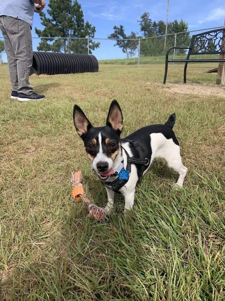 Black, white, and tan dog in a dog park, with a toy in its mouth and a person nearby.
