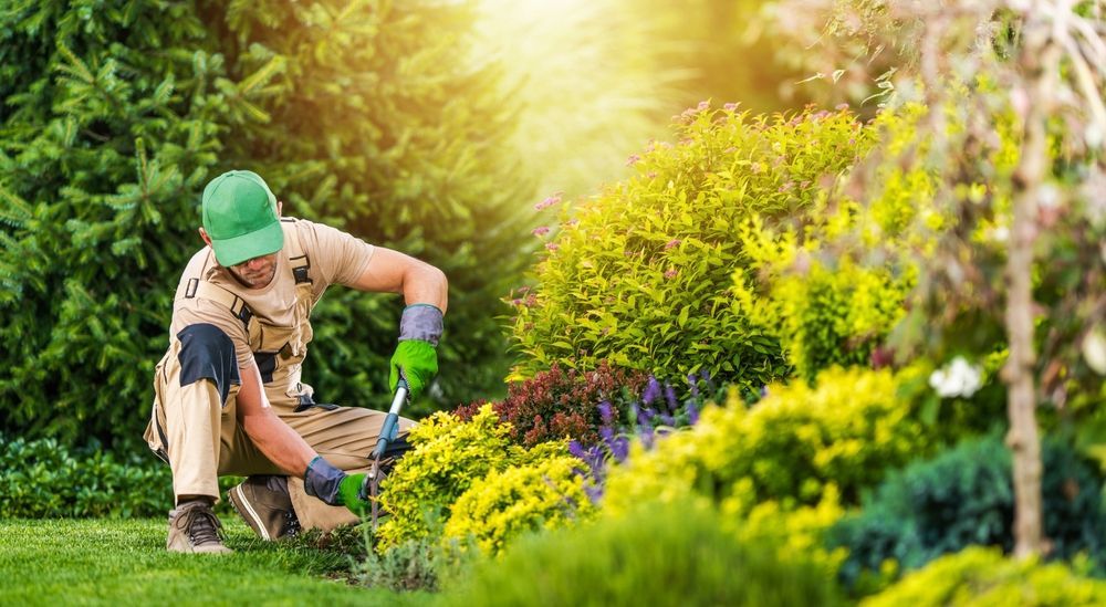 Gardener wearing green hat and gloves trims plants in a sunny garden.