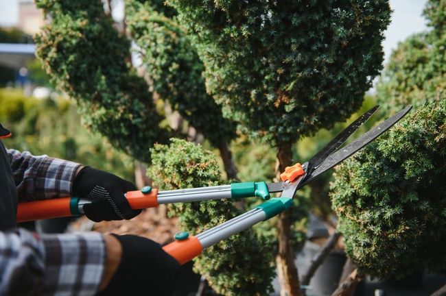 Person in gloves trimming a green bush with long-handled shears outdoors.